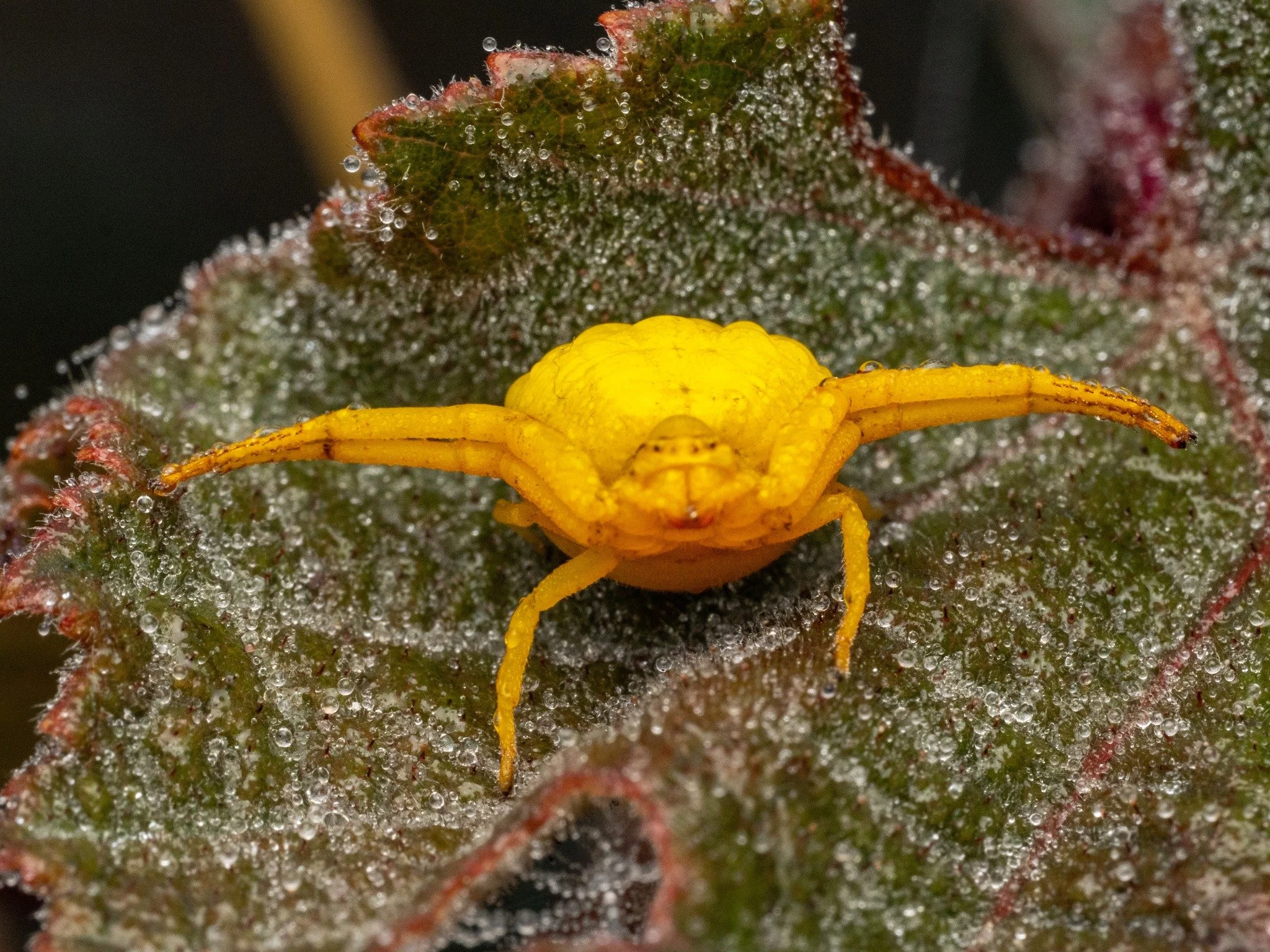 Crab Spider, early morning dew. 

Taken, handheld, with the M.Zuiko Digital ED 90mm F3.5 Macro IS PRO on the OM-1 mark II

f20, single image 1/60

AK Diffuser on the fl700wr flash

@omsystemcameras OM System Tom Cuchara  Lisa Cuchara  LisaTom.Photos 