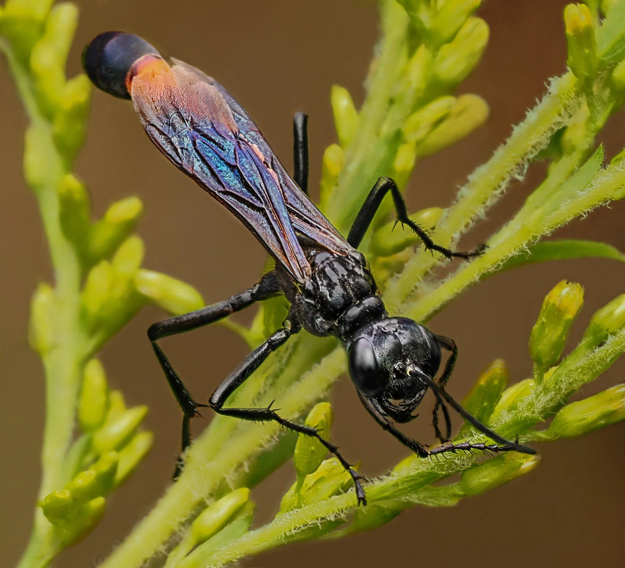 Taken, handheld, with the M.Zuiko Digital ED 90mm F3.5 Macro IS PRO on the OM-1 mark II with the @ak_diffuser  AK Diffuser on the fl700wr flash. f11, focus stacked in-camera, 10 stacks, 1/100

@omsystem.cameras  OM System  Tom Cuchara  Lisa CucharaLi