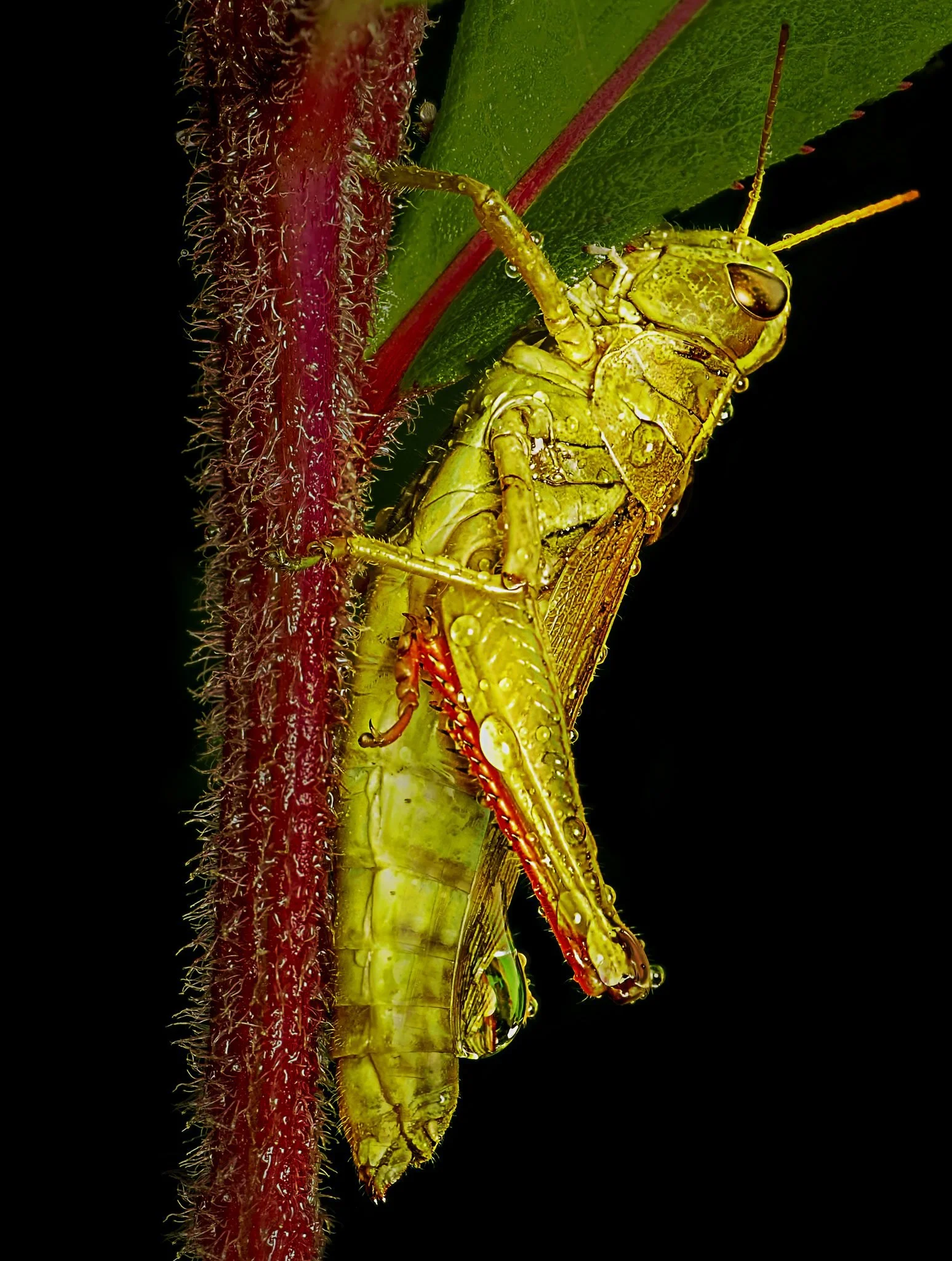 Grasshopper

Taken, handheld, with the @omsystem.cameras M.Zuiko Digital ED 90mm F3.5 Macro IS PRO on the OM-1 mark II with the @ak_diffuser  AK Diffuser on the fl700wr flash.

f8, focus stacked in-camera, 10 stacks, 1/100

@omsystem.cameras  OM Syst