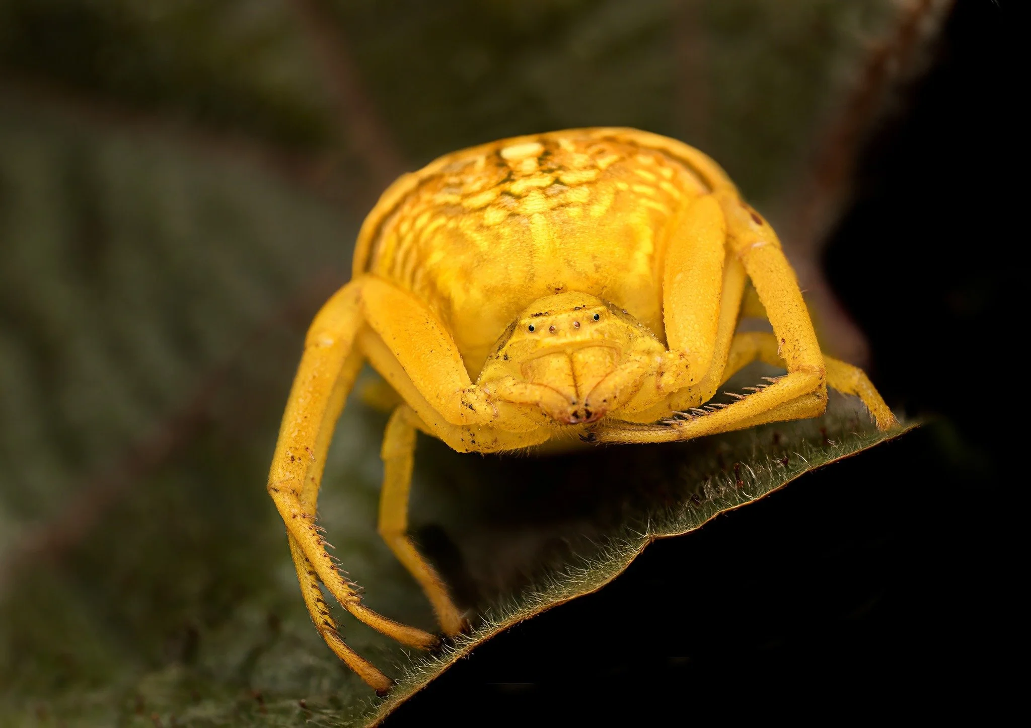 Crab spider. Taken, handheld, with the OM System  M.Zuiko Digital ED 90mm F3.5 Macro IS PRO on the OM-1 mark II with the AK Diffuser @ak_diffuser  on the fl700wr flash

f10,  1/100, 8 images, stacked in Helicon Focus #crabspider 

@omsystem.cameras  