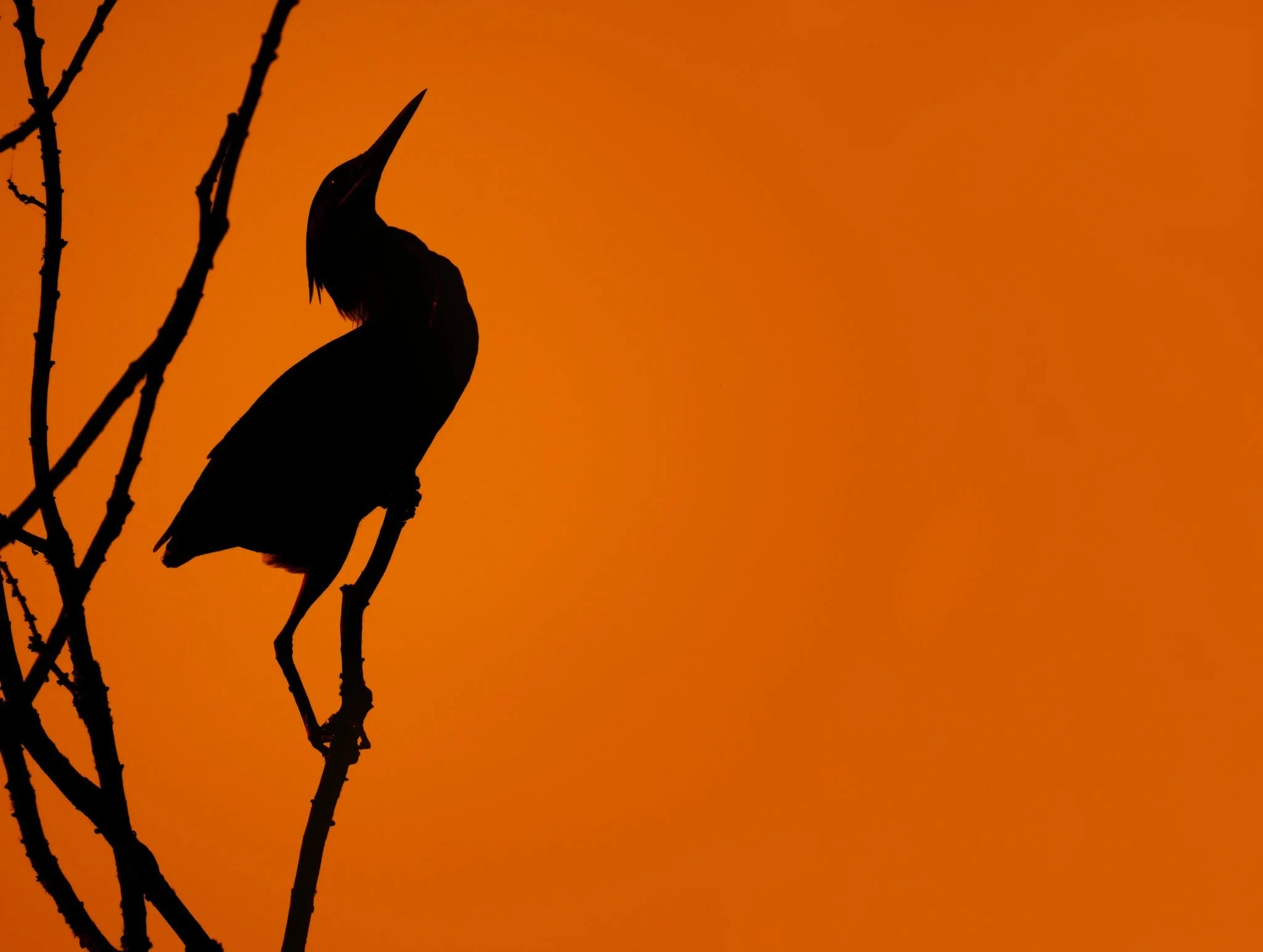 Green Heron at sunrise

Taken handheld with the OM System OM1 mark ii camera with the OM SYSTEM M.Zuiko Digital ED 150-400mm f/4.5 TC1.25x IS PRO lens with the 1.25X internal lens teleconverter engaged.
1/1000 f5.6

#omsystem #itsinournature #seetheu