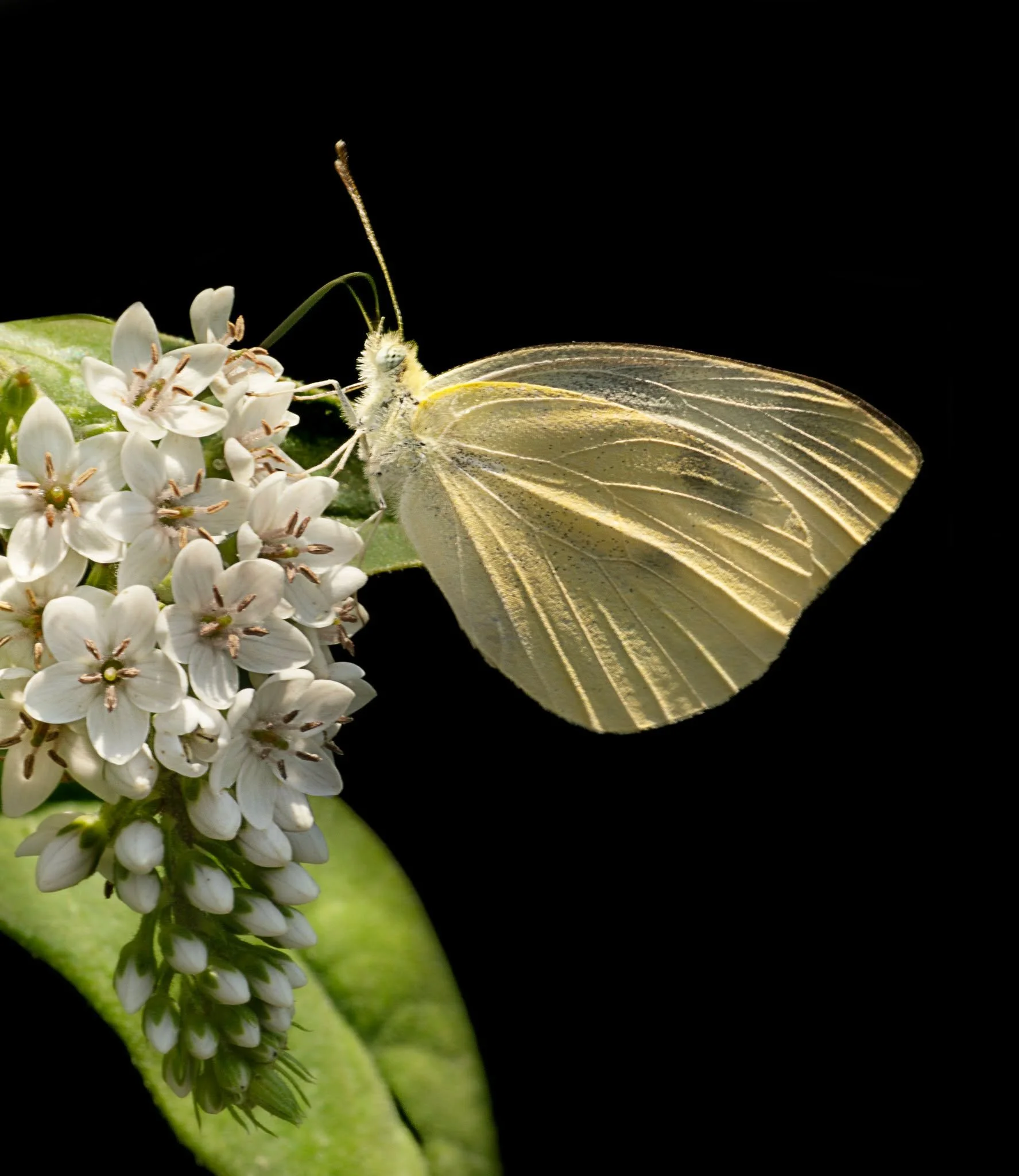 Cabbage white Sulfur Butterfly
Taken, handheld, with the M.Zuiko Digital ED 90mm F3.5 Macro IS PRO on the OM-1 mark II camera

OM System @lisatom.photos LisaTom.Photos 

#omsystemambassador #itsinournature #om1mii #omsystemphotography #omsystem #lisa