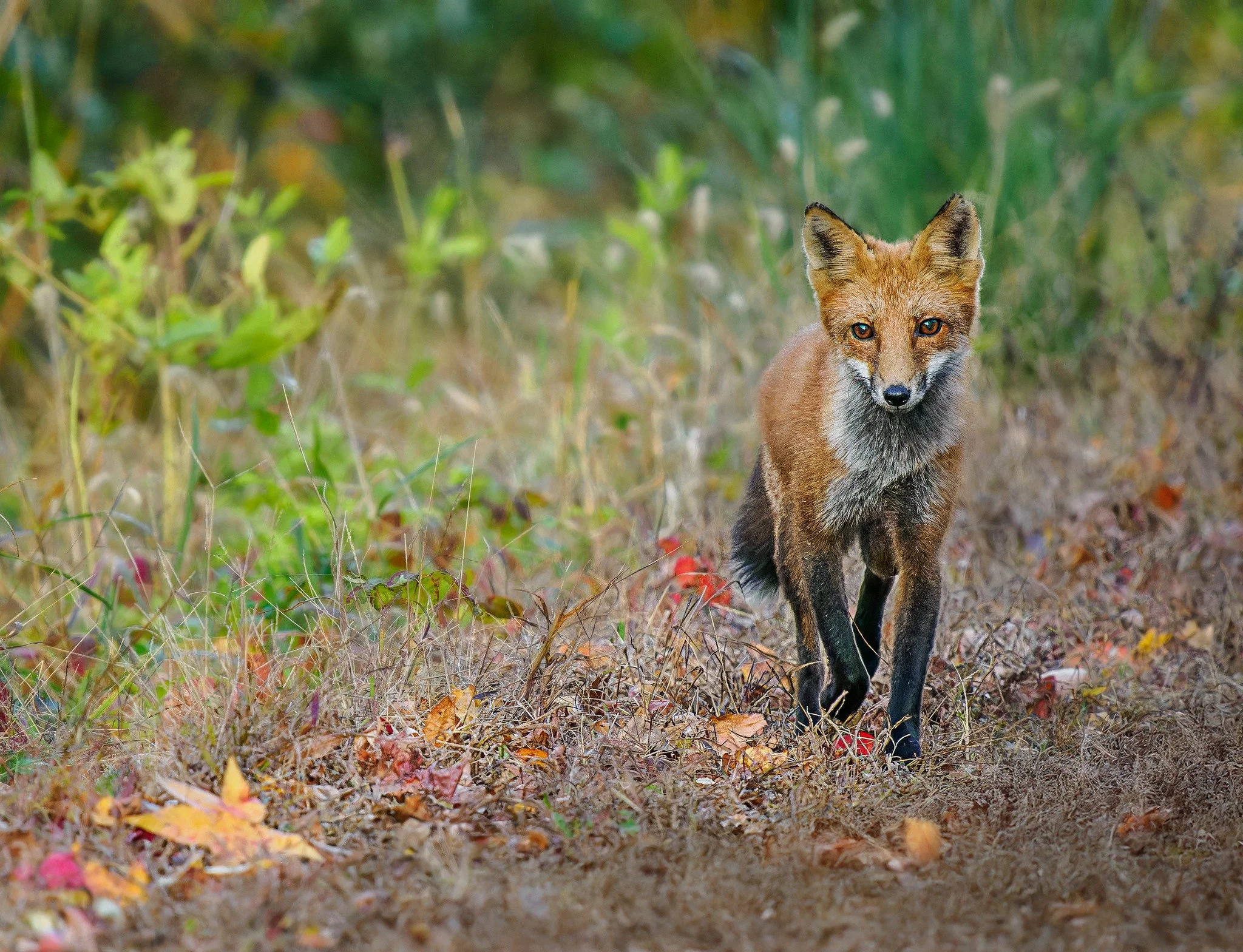 Red fox 
We had some wonderful encounters with this red fox this evening. We watched it stalk prey and just be curious.
Taken, handheld, with my OM System OM-1 mark iI and 150-400mm lens with the internal 1.25X engaged. 

#lisatomphotos #redfox #seet