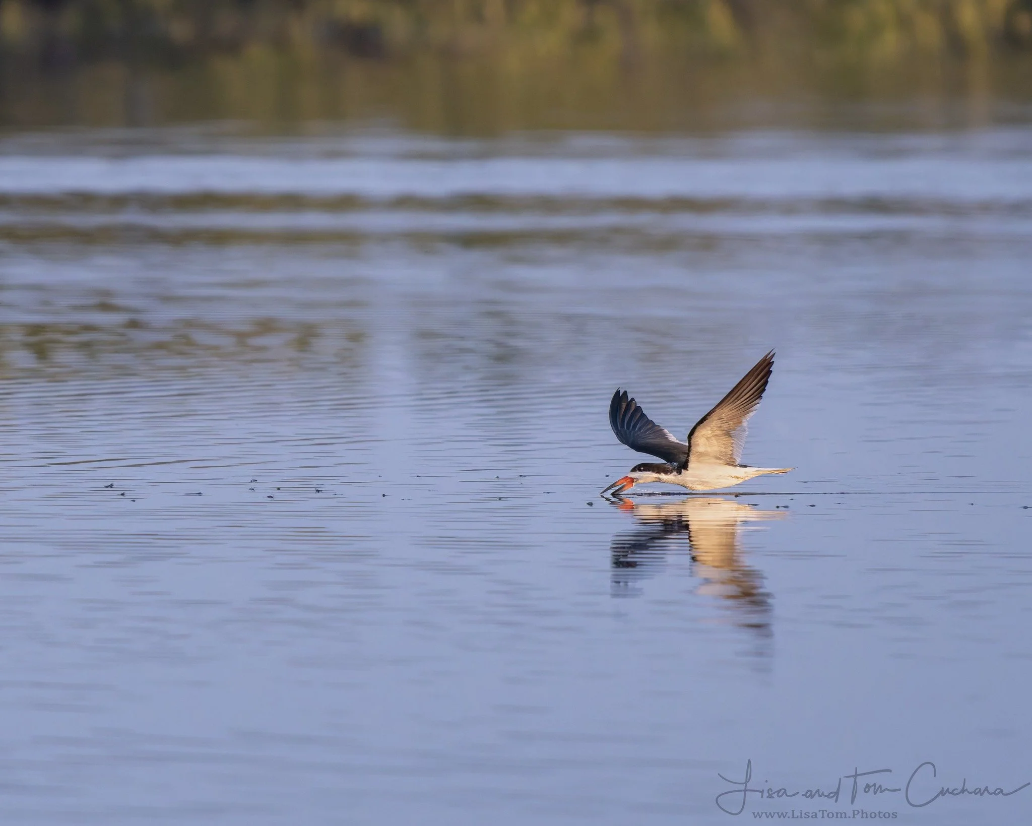Black skimmer skimming. 
Taken handheld, with the M.Zuiko Digital ED 150-400mm F4.5 TC1.25X IS PRO on my OM1 mark II.

 #omsystemcameras #mzuiko #omsystemambassador #itsinournature #omsystemphotography #om1mii #omsystem #lisatomphotos #tomcuchara #om