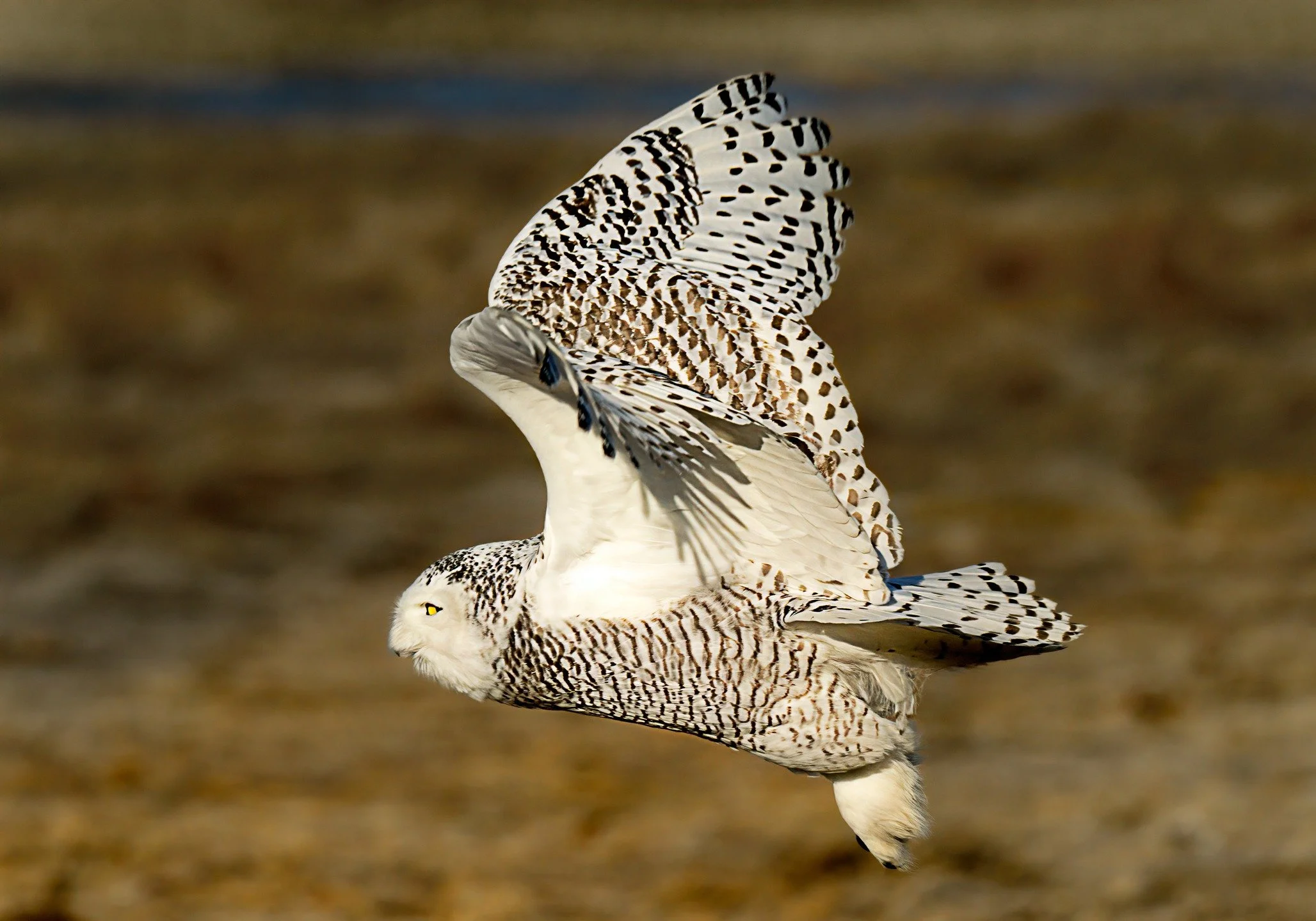 Snowy owl in flight
1400mm 
Taken with a long lens, internal 1.25X lens teleconverter and external 1.4X teleconverter @omsystem.cameras 

#omsystem #lisatomphotos #itsinournature #snowyowl

(Taken during a previous season as we rarely post owls in ra