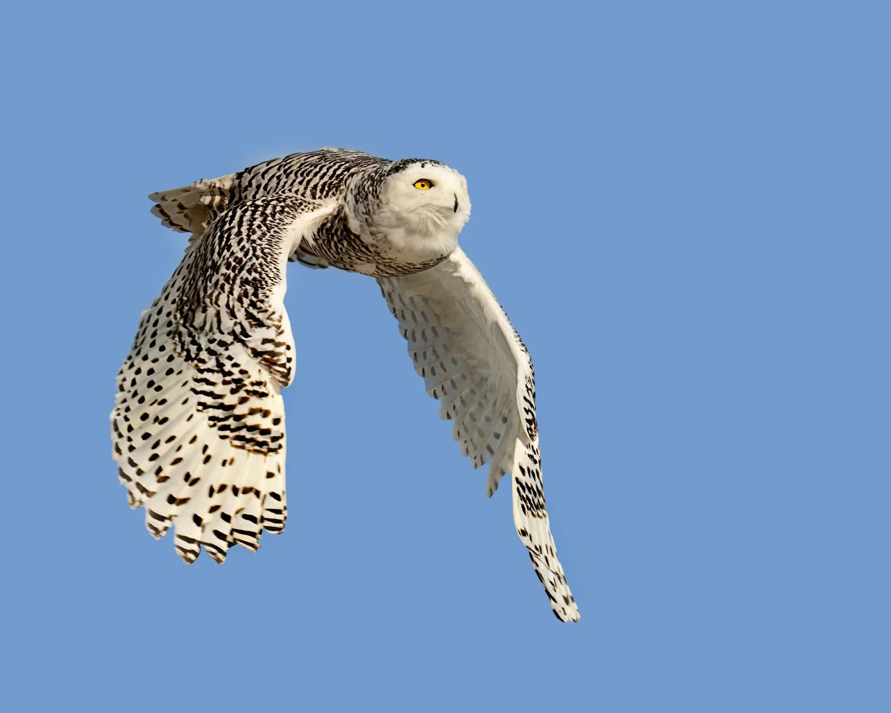 Snowy owl in flight, an eagle startled it. we were amazed at how astute it was knoing an eagle was nearby

1000mm 
Taken with the OM SYSTEM M.Zuiko Digital ED 150-400mm F4.5 TC1.25X IS PRO on the OM-1 camera 
@omsystem.cameras 

#omsystem #lisatompho