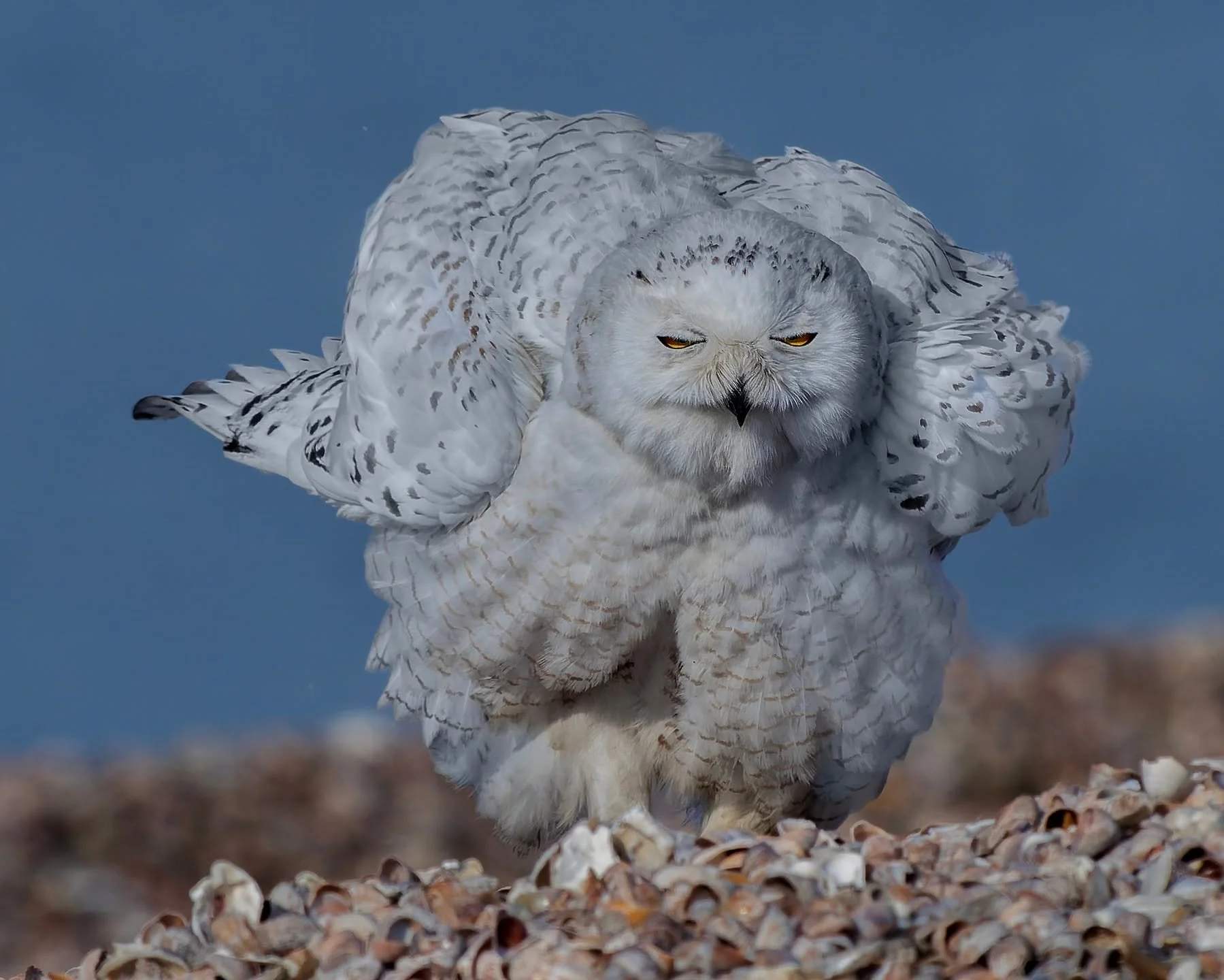 Snowy owl doing the Shimmy Shake
Taken with a long lens, internal 1.25X lens teleconverter and external 1.4X teleconverter @omsystem.cameras 

#omsystem #lisatomphotos #itsinournature #snowyowl

(Taken during a previous season as we rarely post owls 