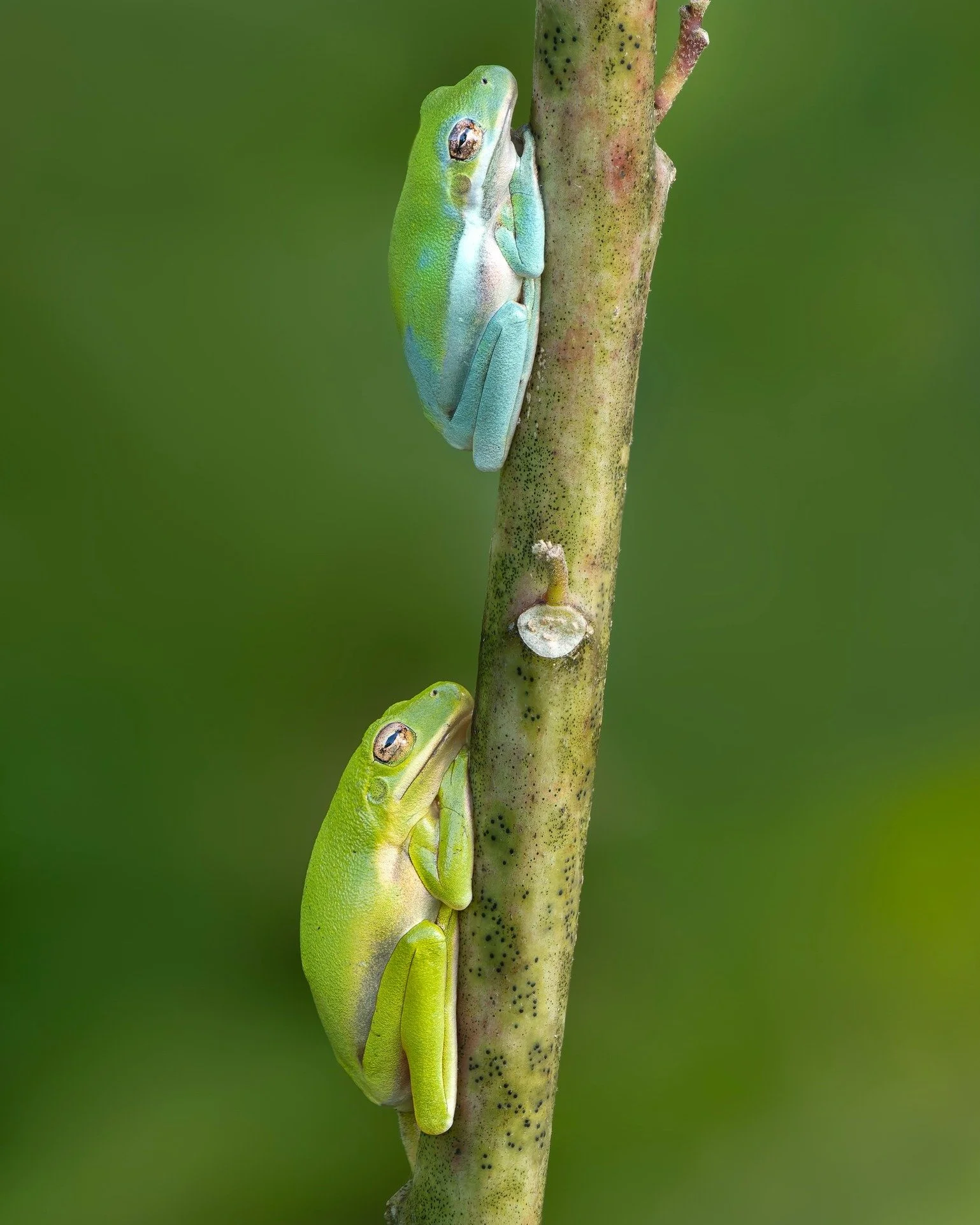 Frogs Frogs Frogs. While Lisa is nicknamed &quot;the frog whisperer&quot;, I also love to find &amp; photograph FROGS!

Taken handheld with the @omsystem.cameras M.Zuiko Digital ED 150-400mm F4.5 TC1.25X IS PRO on the @omsystem.cameras OM-1 mark ii i