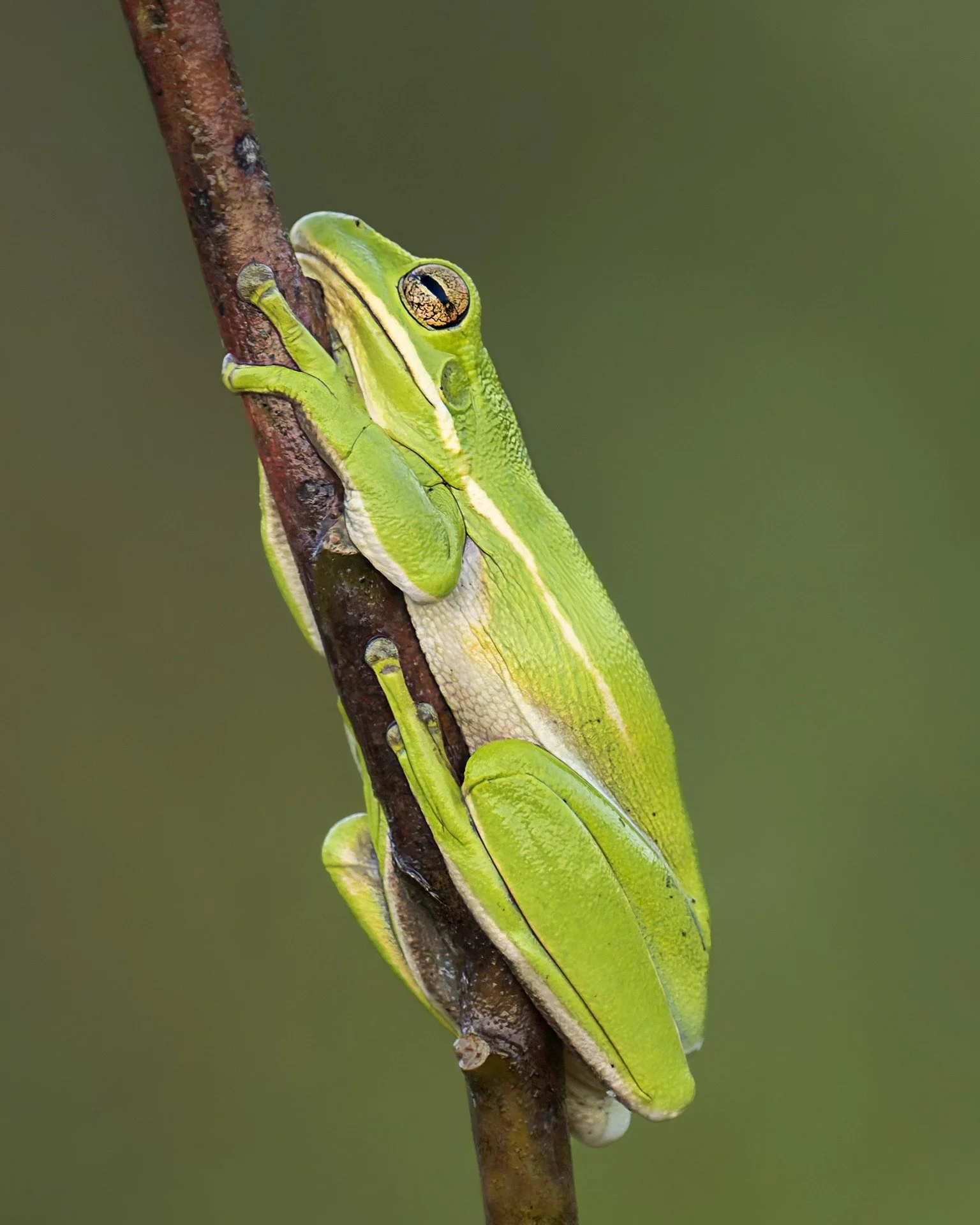 Frogs Frogs Frogs. While Lisa is nicknamed &quot;the frog whisperer&quot;, I also love to find &amp; photograph FROGS!

Taken handheld with the @omsystem.cameras M.Zuiko Digital ED 150-600mm F5.0-6.3 IS on the @omsystem.cameras@omsystem.cameras iso 8