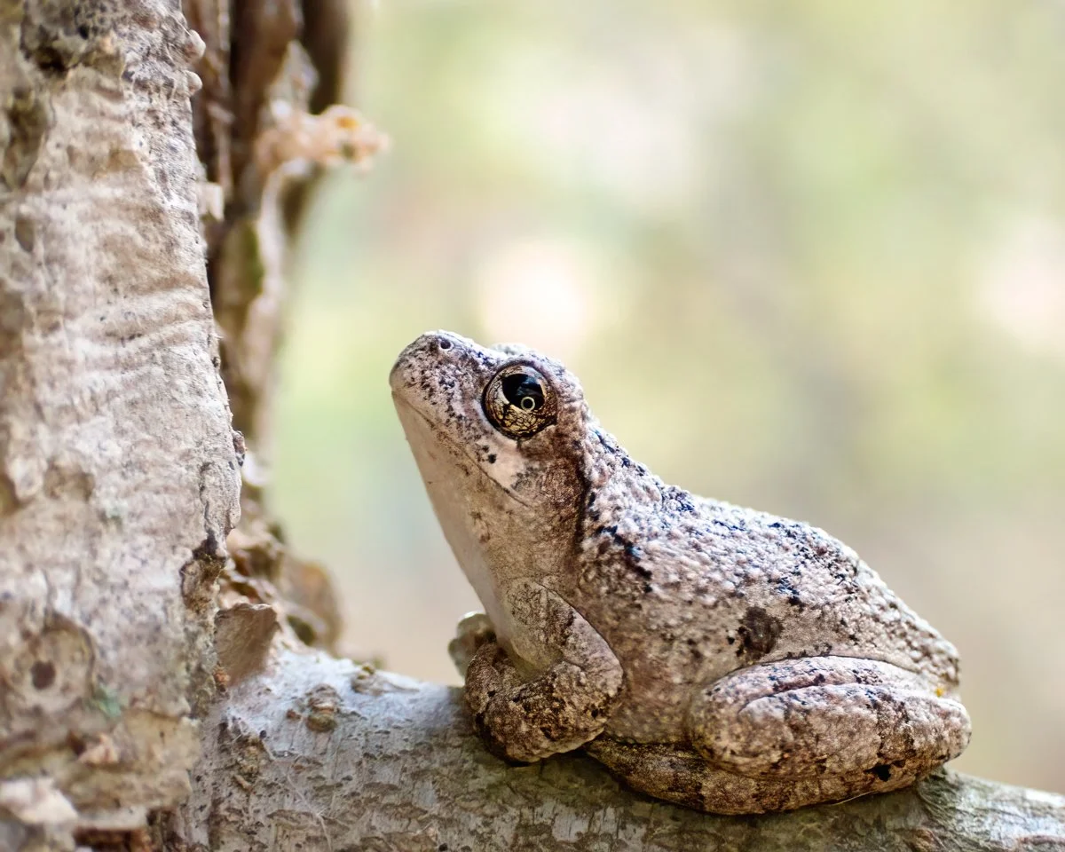 Taken handheld with the @omsystem.cameras TG7
iso 2000 f 3.8 1/100

Want to take some photos like this, and more, come with us on our April Retreat, link in comments

#lisatomphotos #seeetheunseen #itsinournature #omsystem #frogs #greentreefrogs