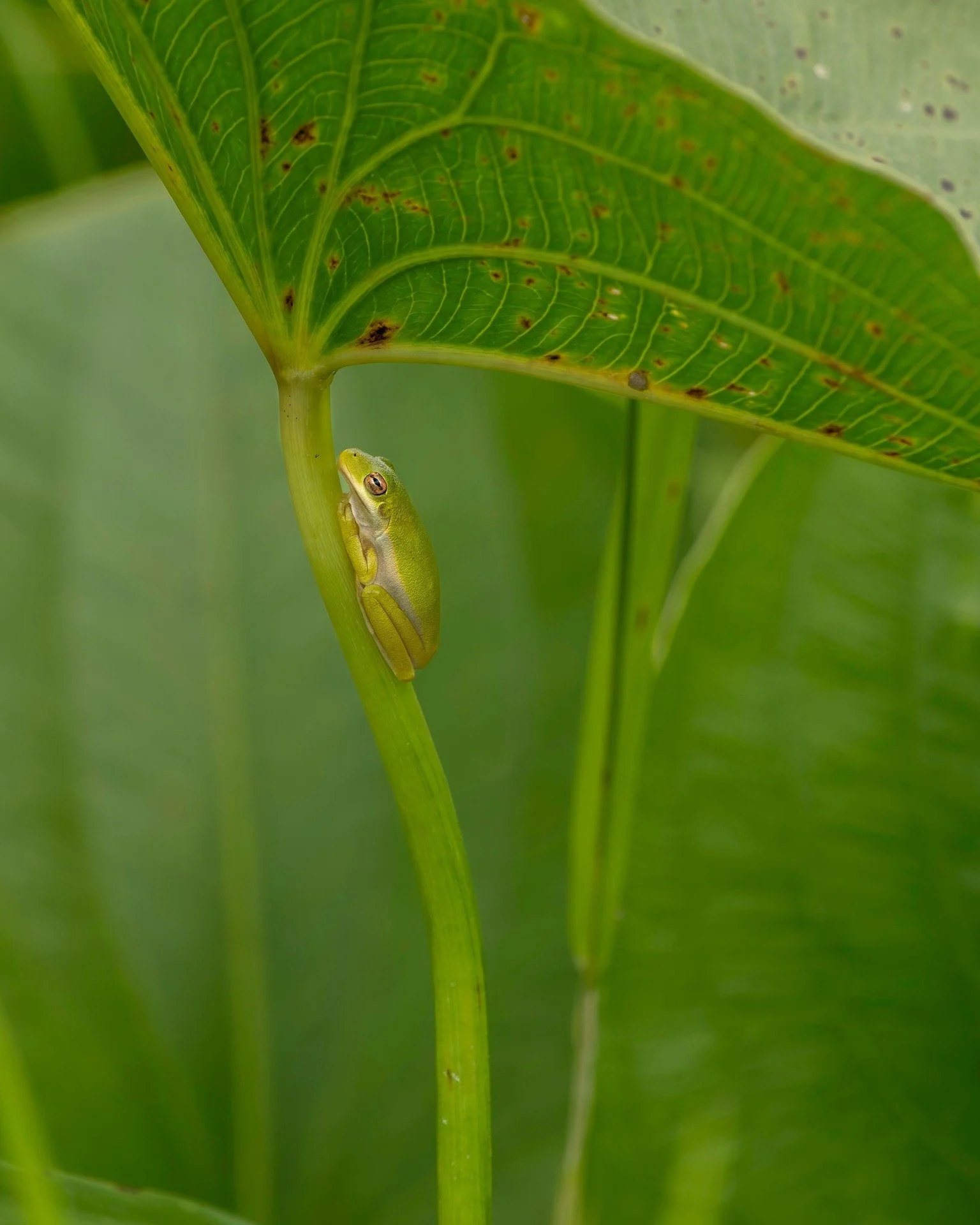 Gree Tree Frog

I love how it is using the plant like an umbrella, lol

Taken handheld with the @omsystem.cameras M.Zuiko Digital ED 150-400mm F4.5 TC1.25X IS PRO on the @omsystem.cameras OM-1 mark ii iso 800 f8 1/500

Want to take some photos like t