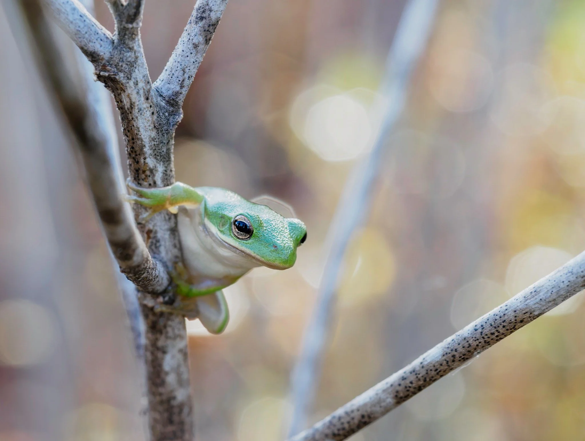 I just love the bokeh on this little green tree frog.

Taken handheld with the @omsystem.cameras M.Zuiko Digital ED 150-400mm F4.5 TC1.25X IS PRO on the @omsystem.cameras OM-5 
iso 3200 f4 1/200

Want to take some photos like this, and more, come wit