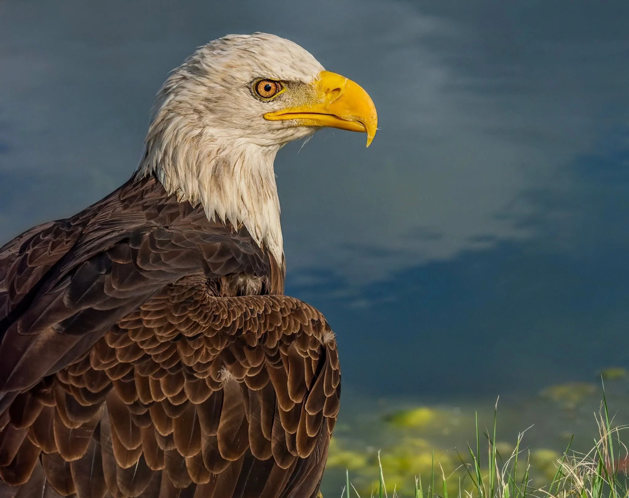 Bald eagle, up close
Taken, handheld, with the M.Zuiko Digital ED 150-400mm F4.5 TC1.25X IS PRO on my OM System OM-1 mark II camera. 

f8 1/2500 ISO 6400

@lisatom.photos LisaTom.Photos@omsystem.cameras  OM System #itsinournature #seetheunseen