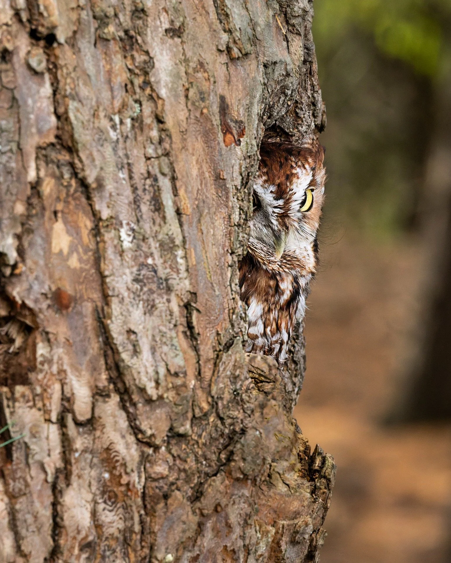 Eastern Screech Owl, Red Morph
I love when they call, it sounds like a twirl, like a horse, whinnying.

Take, handheld, with my @omsystem.cameras M.Zuiko Digital ED 150-400mm F4.5 TC1.25X IS PRO on my OM System OM-1 Mark II

#seetheunseen #lisatompho