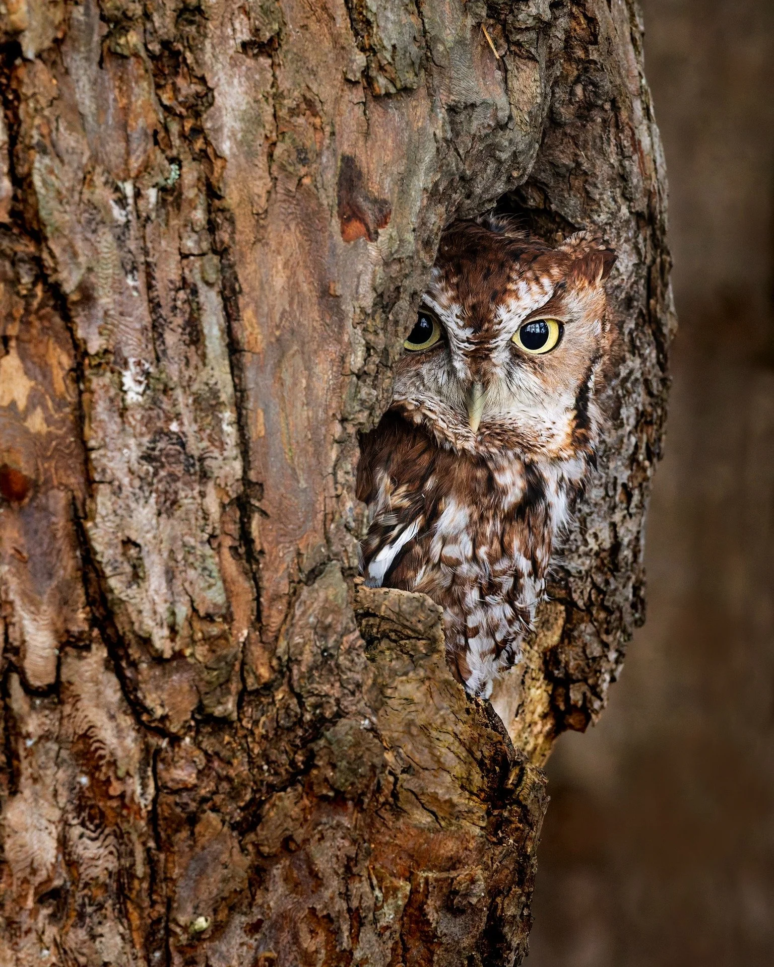 EVERY box, check EVERY tree hole!
Eastern Screech Owl, Red Morph

Take, handheld, with my @omsystem.cameras  M.Zuiko Digital ED 150-400mm F4.5 TC1.25X IS PRO on my OM System OM-1 Mark II
1/500 f8 ISO 5000

#seetheunseen #lisatomphotos #itsinournature