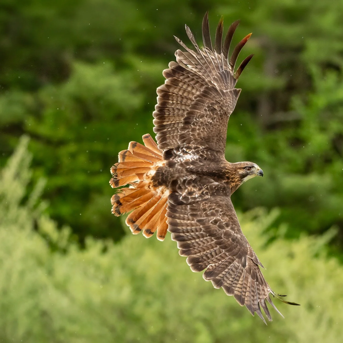 Red-tailed Hawk, immediately after taking off from the tree in light rain. 

I love pro-capture! Creating images with decisive moments like these take-offs was much harder with my old system (that is, before I had pro-capture). I have been using pro-
