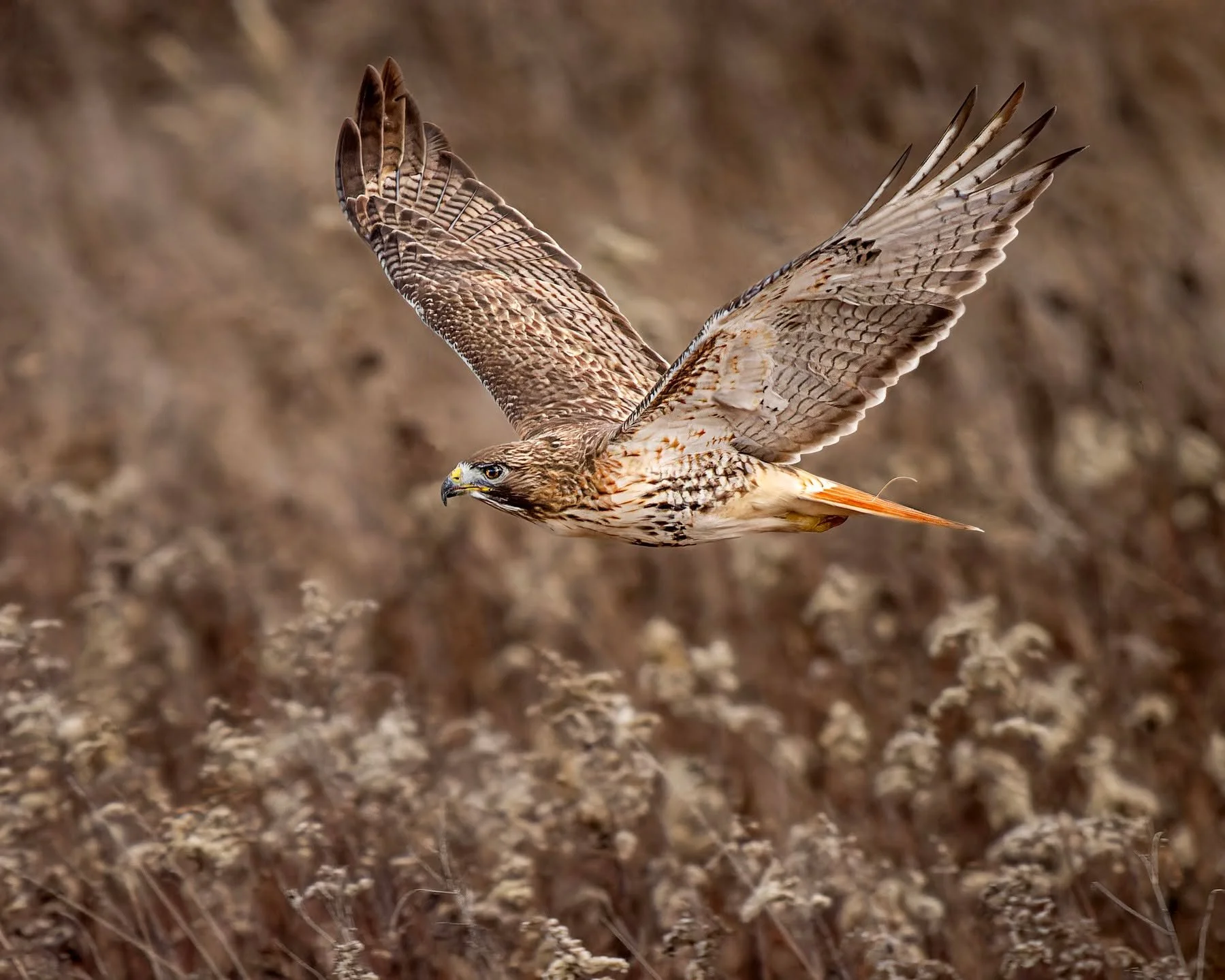 Red-tailed hawk. I love the one tail feather sticking up.

Gotta love pro-capture! This hawk was sitting on a man-made post, so I waited, and waited, using pro-capture, and was able to get the action as it took off over the grasses. 

Taken, handheld