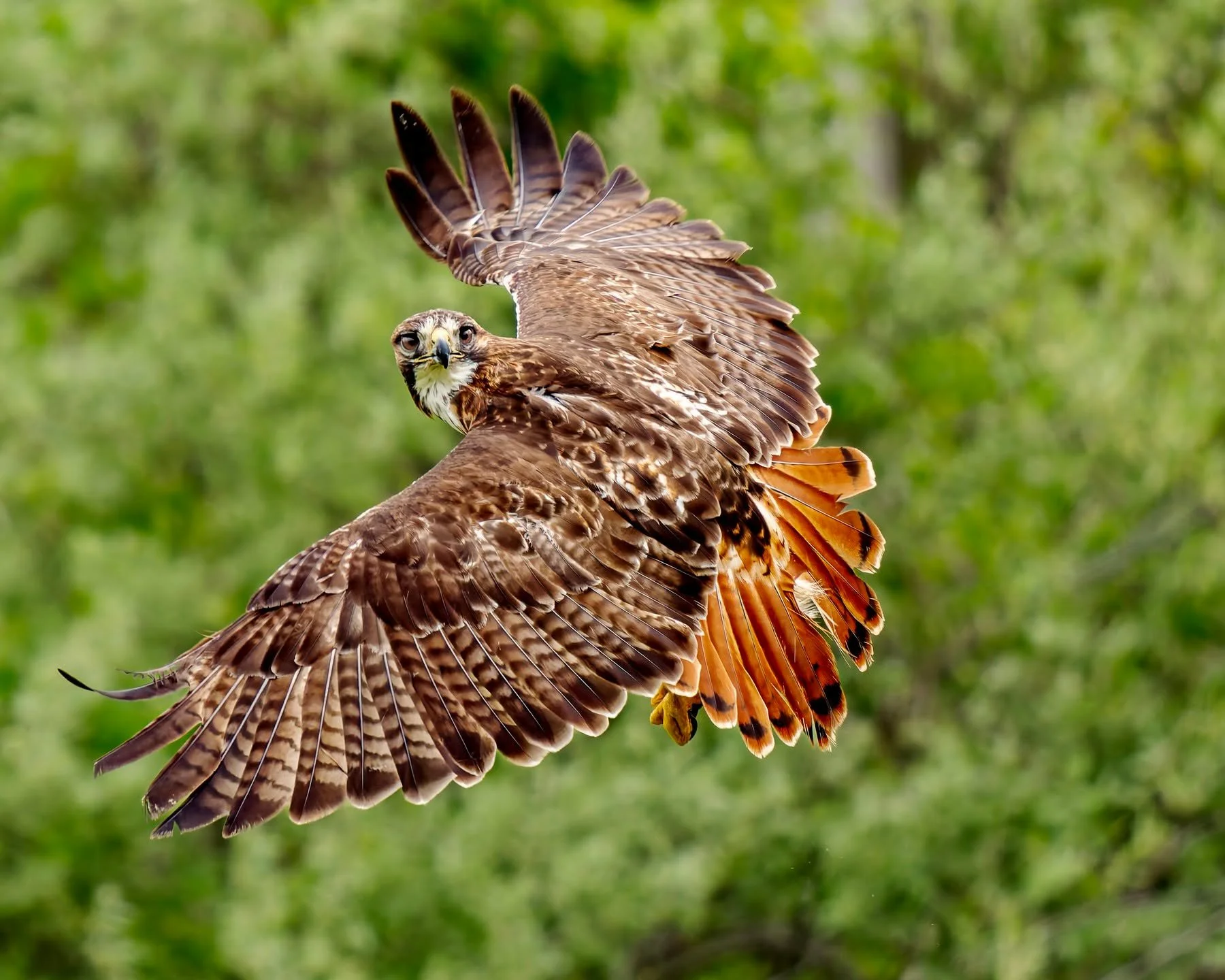 Red-tailed Hawk, taking off.

Taken, handheld, with the @omsystem.cameras OM1 mark ii camera with the OM SYSTEM M.Zuiko Digital ED 150-400mm f/4.5 TC1.25x IS PRO lens with the 1.25X internal lens teleconverter engaged. Procapture 1/2000 f5.6 ISO2000
