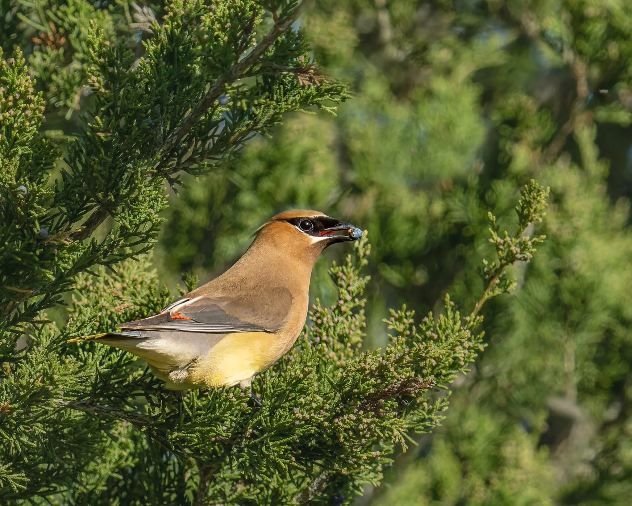 C edar WaxwCedar with berry

Taken, handheld, with the @omsystem.cameras OM1 mark ii camera with the OM SYSTEM M.Zuiko Digital ED 150-400mm f/4.5 TC1.25x IS PRO lens with the 1.25X internal lens teleconverter engaged. 

#omsystem @lisatom.photos Lisa