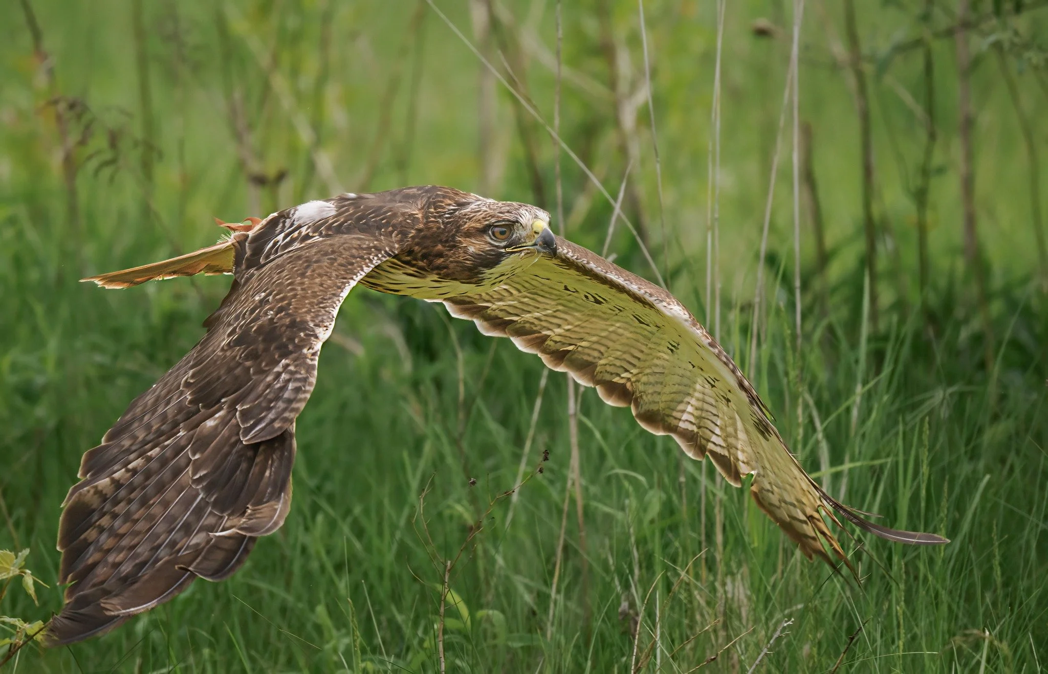 Red-tailed Hawk

 Taken, handheld, with the @omsystem.cameras M.Zuiko Digital ED 150-400mm f/4.5 TC1.25x IS PRO lens  on my OM System OM1 mark ii camera 
1/4000 f4.5 ISO1250

#omsystem @lisatom.photos LisaTom.Photos  #lisatomphotos #hawk #redtailedha
