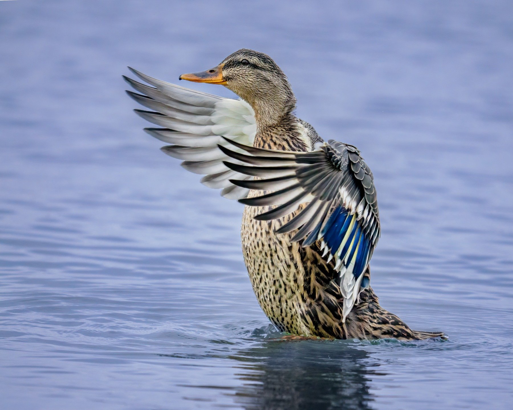 Duck

Taken, handheld, with the OM System OM1 mark ii camera with the OM System M.Zuiko Digital ED 150-400mm f/4.5 TC1.25x IS PRO lens with the 1.25X internal lens teleconverter engaged. 

#omsystem LisaTom.Photos LisaTom.Photos #lisatomphotos #seeth