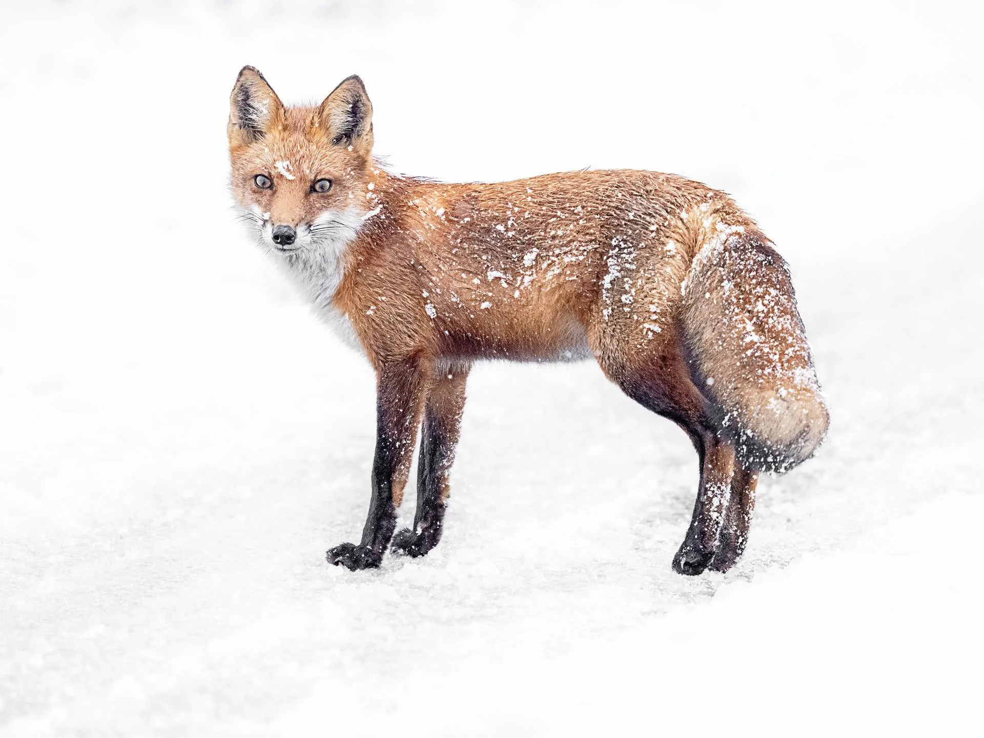 Fox in this morning's snow.

Taken, handheld, with the OM System OM1 Mark II camera with the OM System M.Zuiko Digital ED 150-400mm f/4.5 TC1.25x IS PRO lens with the 1.25X internal lens teleconverter engaged. 

#omsystem LisaTom.Photos LisaTom.Photo