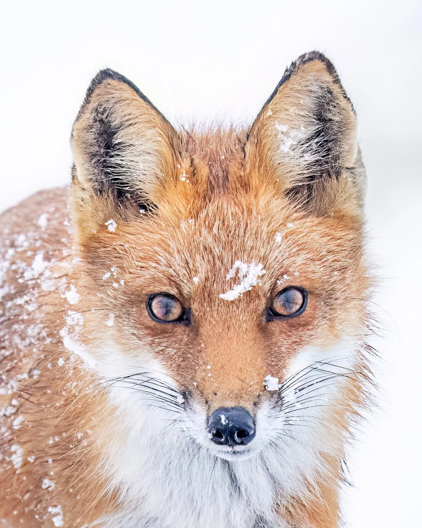 Fox in this morning's snow.

Taken, handheld, with the OM System OM1 Mark II camera with the OM System M.Zuiko Digital ED 150-400mm f/4.5 TC1.25x IS PRO lens with the 1.25X internal lens teleconverter engaged. 

#omsystem LisaTom.Photos LisaTom.Photo