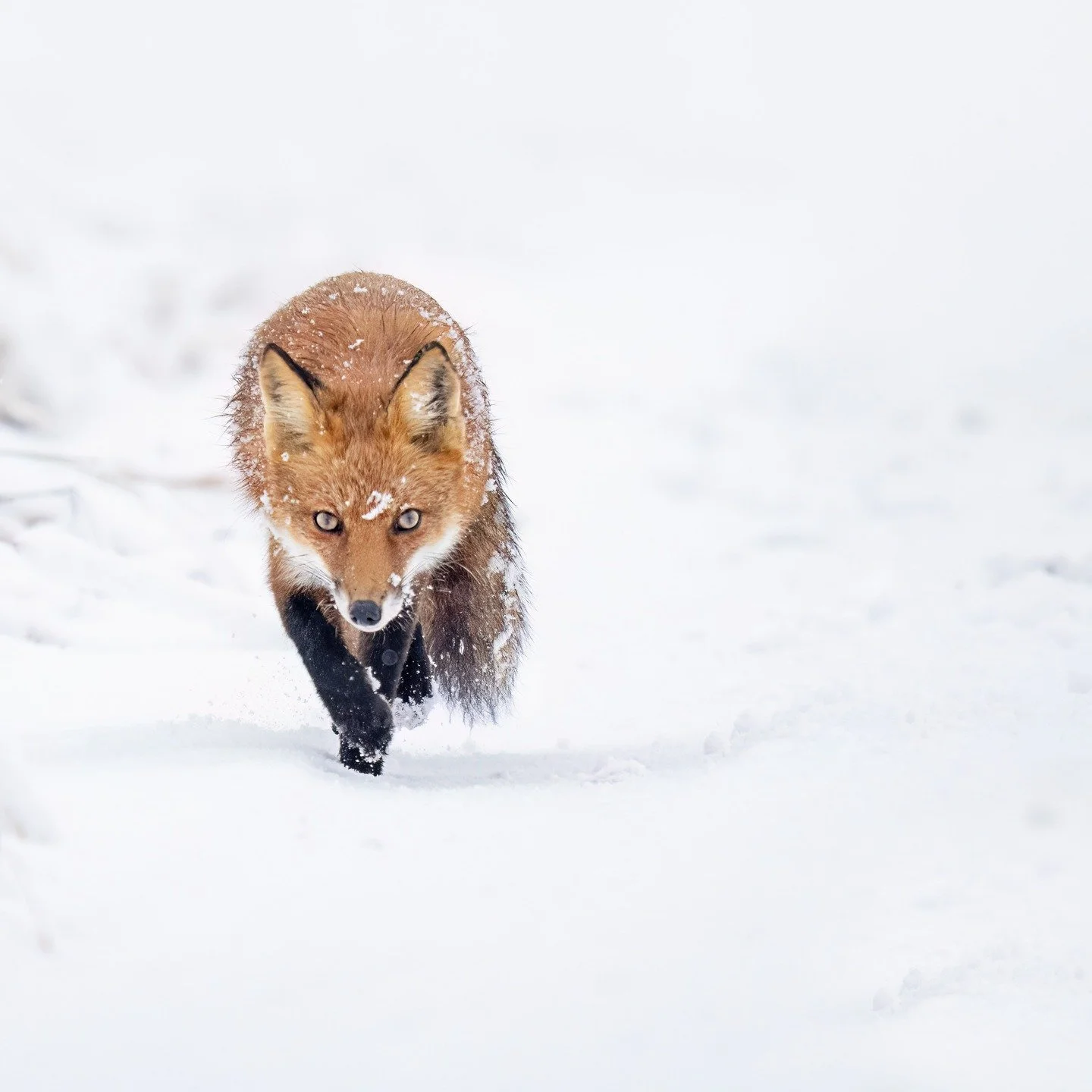 Fox hunting in the snow yesterday. It was pretty quiet, so I just stood and waited in the calm quiet snow for a while...no one around, silence and then piutter patter, pounce, the crunch of the snow under her paws.

Taken, handheld, with the OM Syste