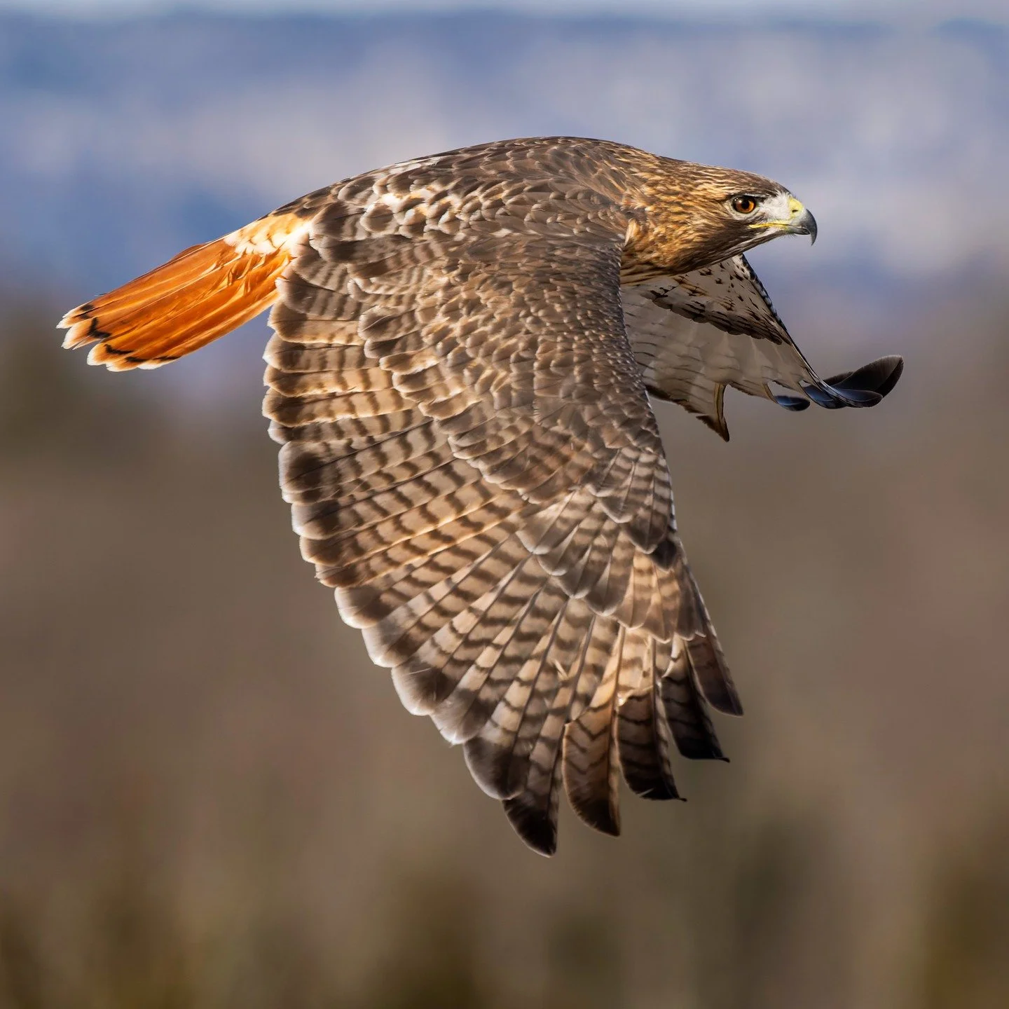 Red-tailed Hawk

She flew right by me, eye level, soo neat! 

316mm. 
Taken, handheld, with the @omsystem.cameras M.Zuiko Digital ED 150-400mm F4.5 TC1.25X IS PRO on my OM-1 mark II 

1/4000 f5.6 ISO 1250

#lisatomphotos #seetheunseen #itsinournature