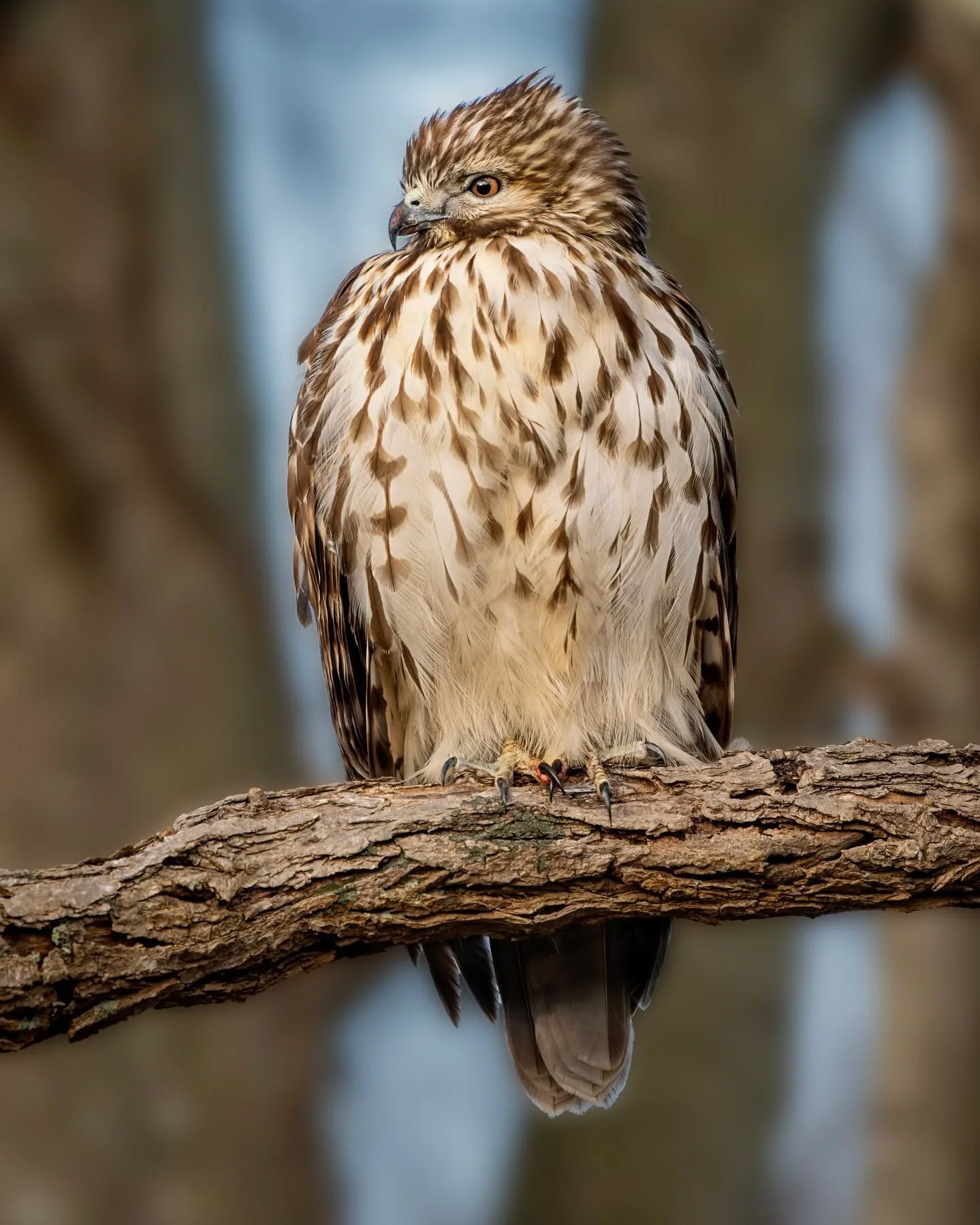 Red-shouldered hawk, she sat for quite a while, judging from her talons and beak perhaps satiated from a recent meal. 

Swipe for two more views -- head on and facing the other direction. She was unfazed by our presence, sitting almost at eye level w