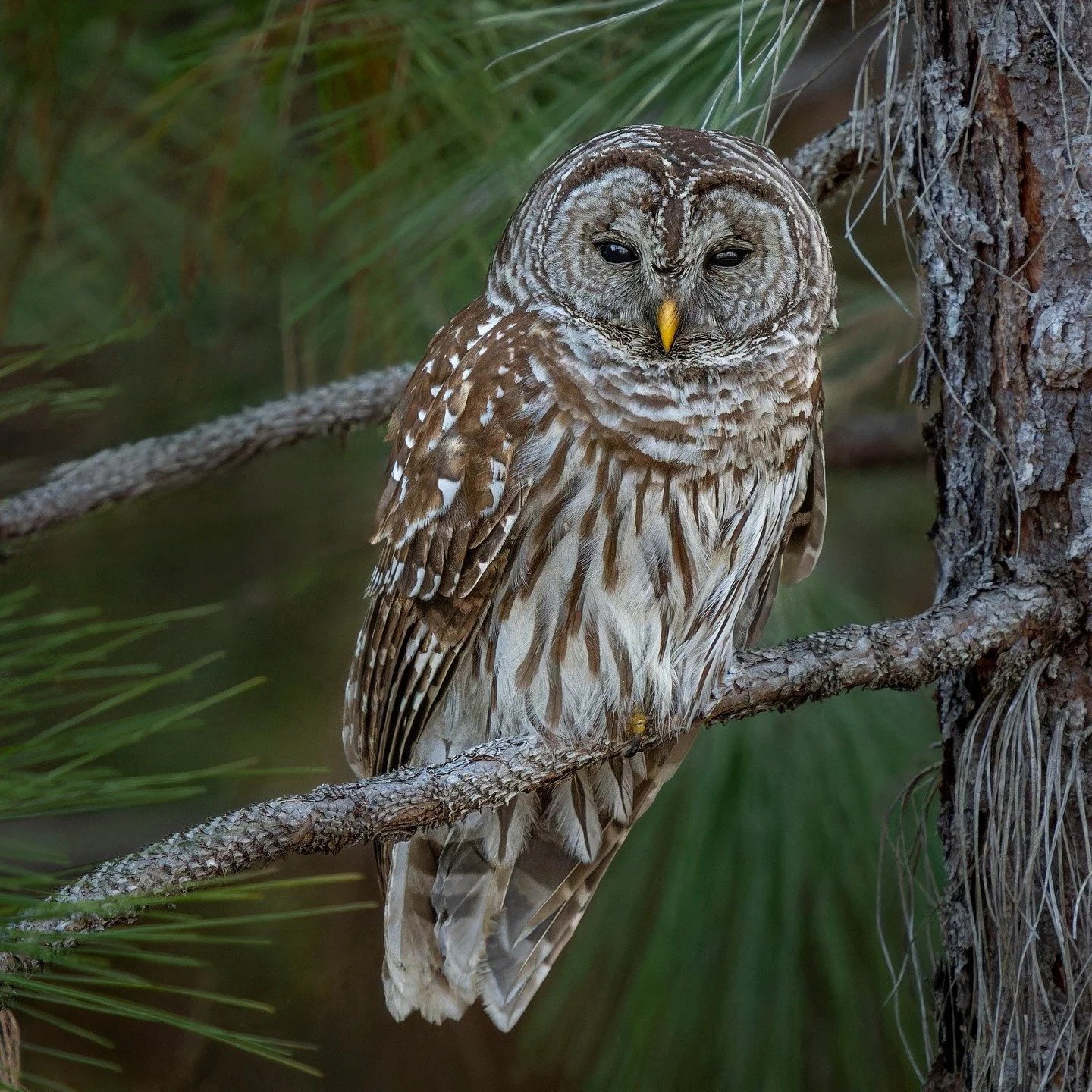 Barred Owl. Today.

The benefits of driving VERY slow. It is easy to travel 15, 20, 25 mph while driving through a NWR, but there are huge benefits to driving at 3,4,5 mph!

Taken, handheld, with the @omsystem.cameras M.Zuiko Digital ED 150-400mm F4.