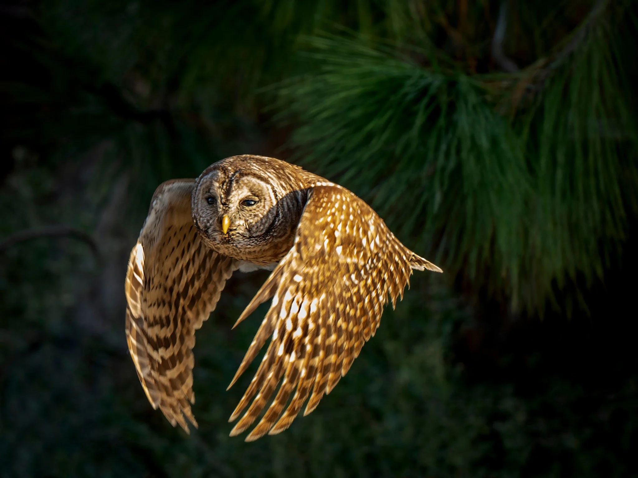 Barred owl, love the wings!
Tom and I, on a whim, stopped at a NWR that we had never been to, and we drove around at ~4mph and found this awesome Barred owl and spent a bit of time with it...

Taken, handheld, with the OM System  M.Zuiko Digital ED 1