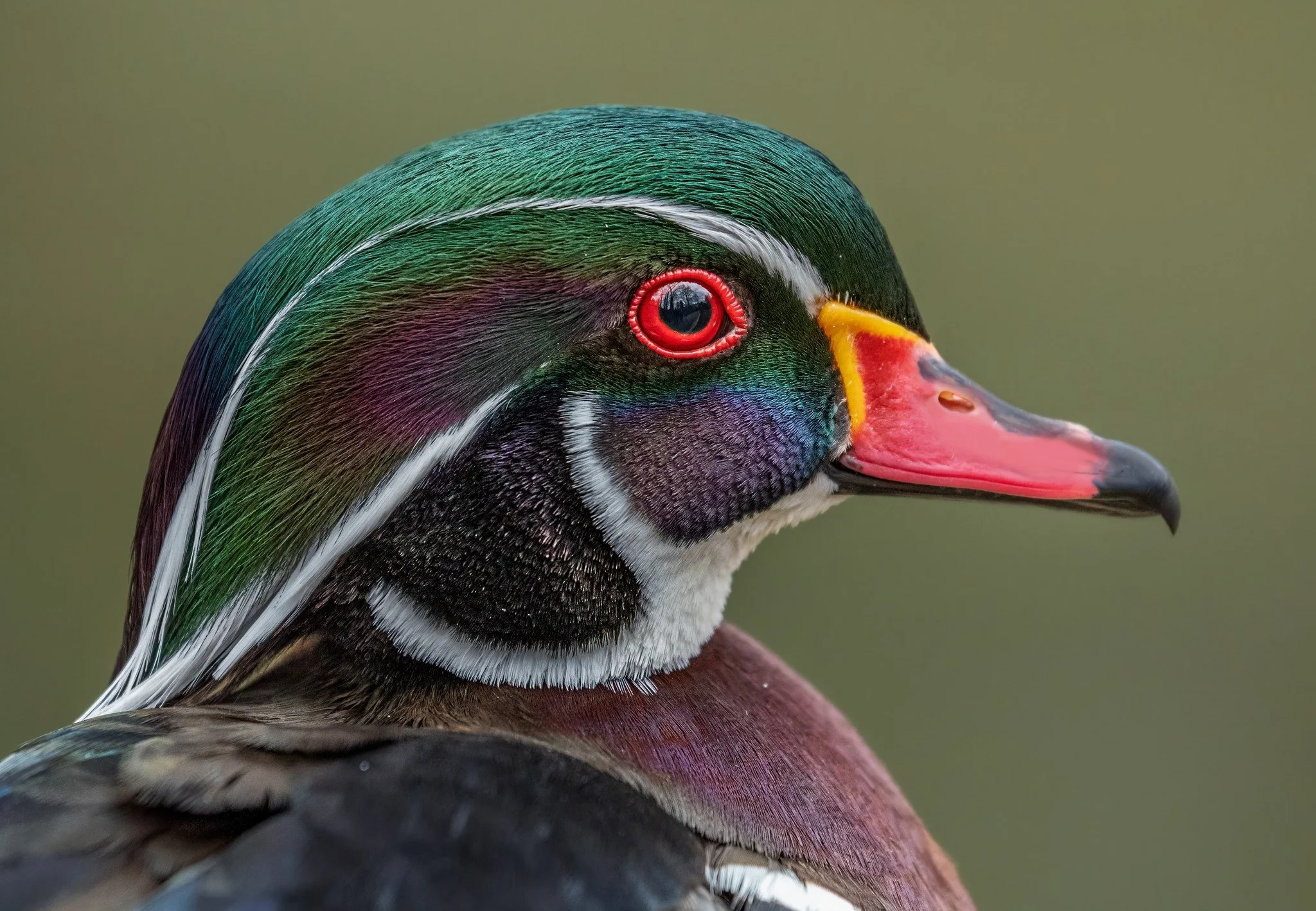 Wood duck, male --love the colors!!

Taken, handheld, with the OM System M.Zuiko Digital ED 150-400mm F4.5 TC1.25X IS PRO on my OM-1 Mark II

OM System LisaTom.Photos LisaTom.Photos Lisa Cuchara
#omsystemcameras #mzuiko #seetheunseen #omsystemambassa
