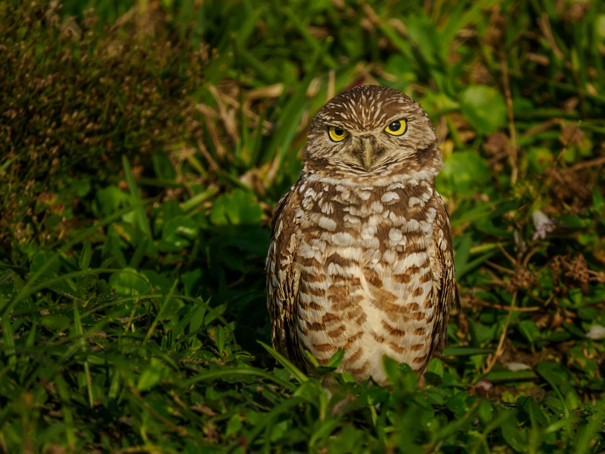 Cute little burrowing owl.

Taken, handheld, using the OM System  M.Zuiko Digital ED 150-400mm F4.5 TC1.25X IS PRO on my @omsystem.cameras OM-1 mark II. 

#lisatomphotos  #omsystem  #omsystemcameras #seetheunseen  #itsinournature #owl  #burrowingowl
