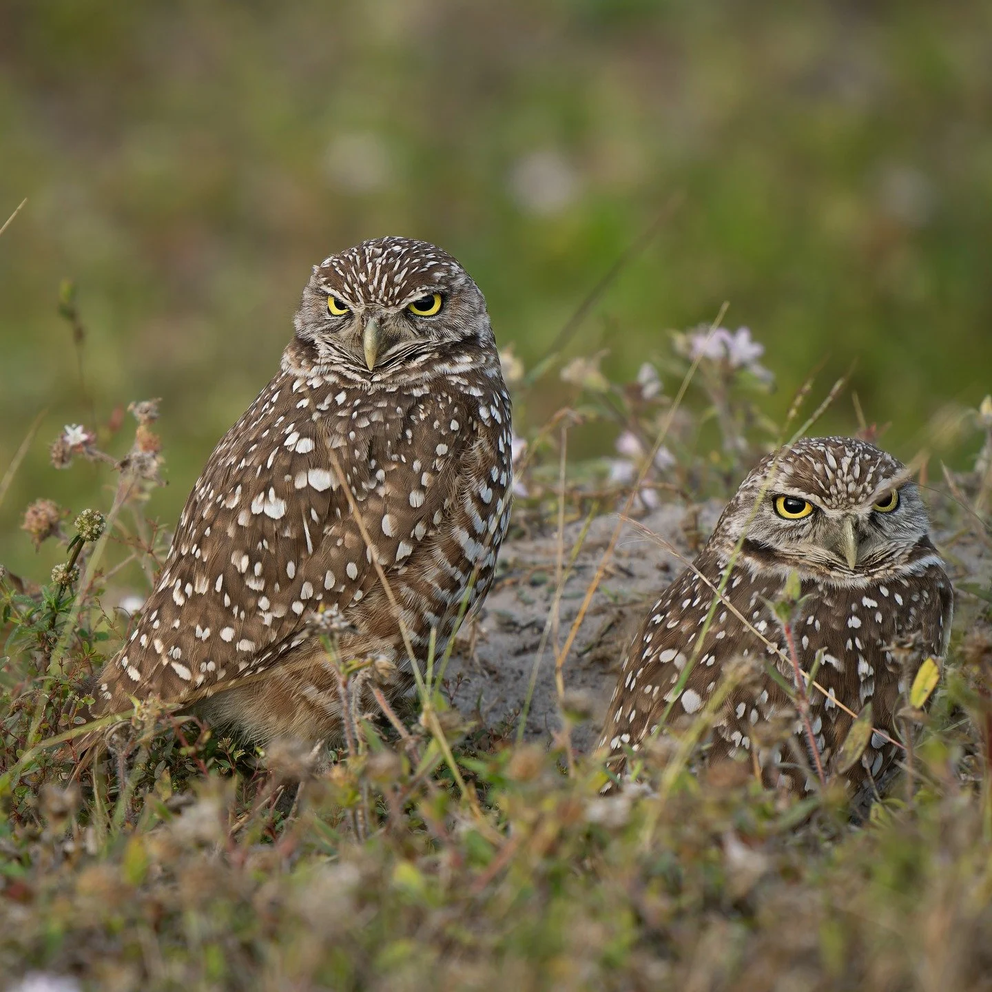 Cute little burrowing owl.

Taken, handheld, using the OM System M.Zuiko Digital ED 150-400mm F4.5 TC1.25X IS PRO on the @omsystem.cameras OM-1 mark II. 

#lisatomphotos #omsystem #omsystemcameras #seetheunseen #itsinournature #owl #burrowingowl
