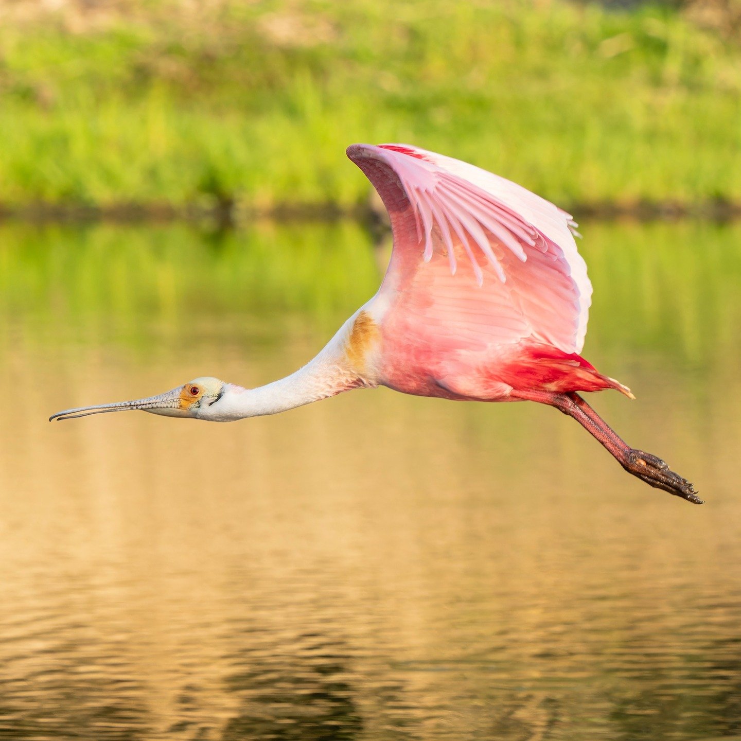 Spoonbill

Taken, handheld, using the OM System M.Zuiko Digital ED 150-400mm F4.5 TC1.25X IS PRO on my @omsystem.cameras OM-1 mark II. 

#lisatomphotos #omsystem #omsystemcameras #seetheunseen #itsinournature