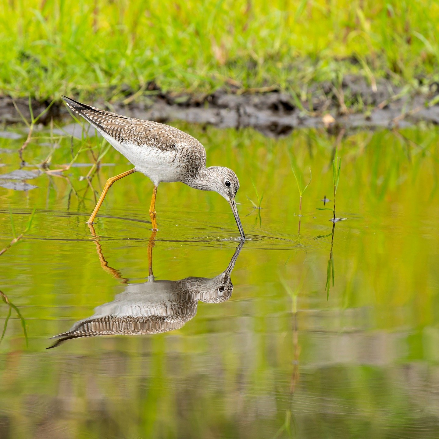 Greater Yellow legs

Taken, handheld, using the OM System M.Zuiko Digital ED 150-400mm F4.5 TC1.25X IS PRO on my @omsystem.cameras OM-1 mark II. 

#lisatomphotos #omsystem #omsystemcameras #seetheunseen #itsinournature