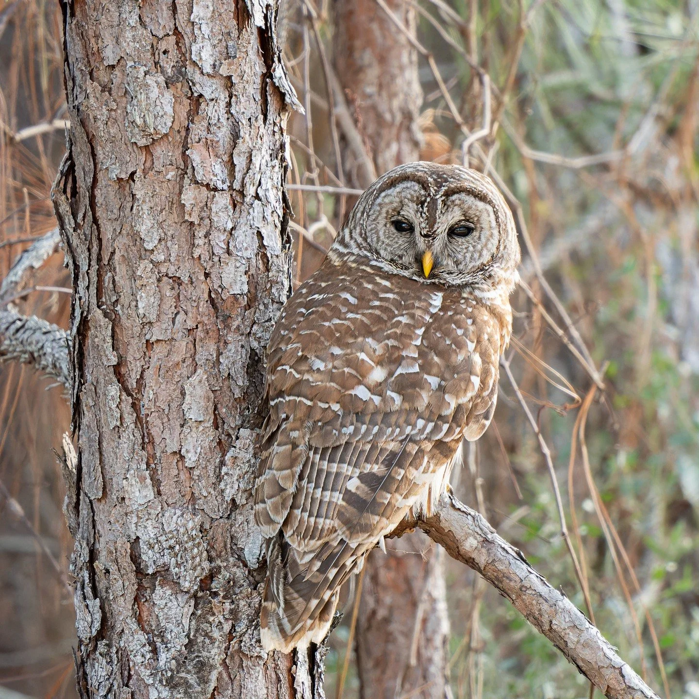 Barred owl.

Cute little burrowing owl.

Taken, handheld, using the OM System M.Zuiko Digital ED 150-400mm F4.5 TC1.25X IS PRO on the @omsystem.cameras OM-1 mark II. 

#lisatomphotos #omsystem #omsystemcameras #seetheunseen #itsinournature #owl #barr