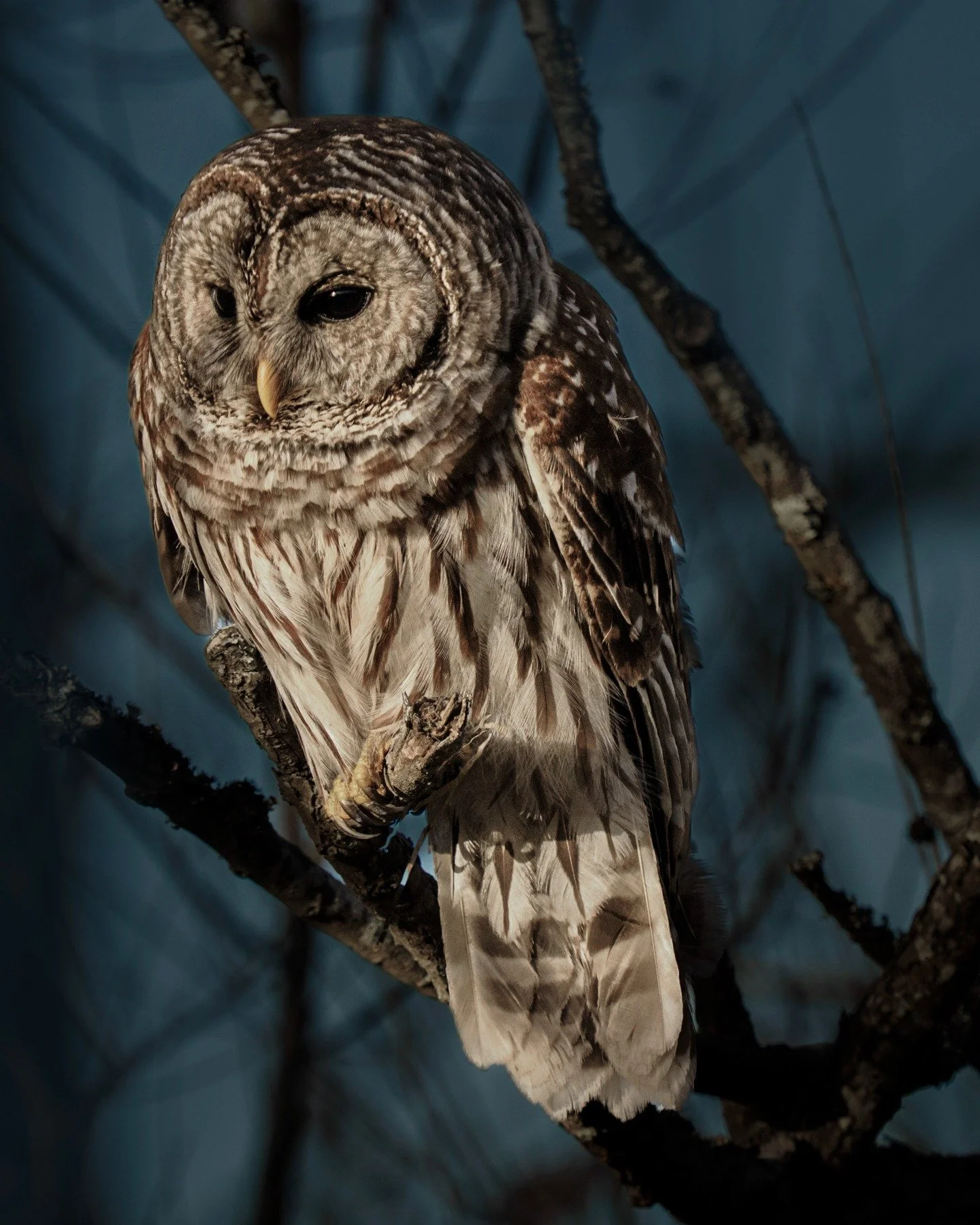 Barred owl.@omsystem.cameras 

Taken, handheld, using the M.Zuiko Digital ED 150-400mm F4.5 TC1.25X IS PRO on the @omsystem.cameras OM-1 mark II. 

#lisatomphotos #omsystem #omsystemcameras #seetheunseen #itsinournature #owl #barredowl