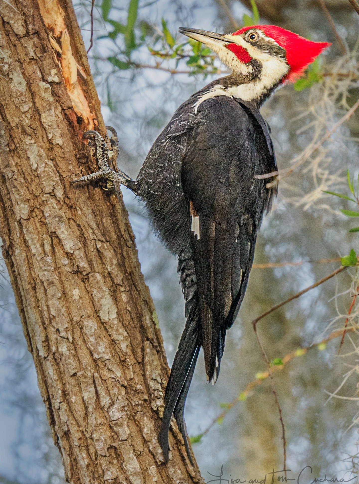 I spent an hour Saturday morning with a wonderful female pileated woodpecker. Fun to watch the wood chips flying as she made quite a hole in a short period of time.

Take, handheld, using the @OMsystem.cameras M.Zuiko Digital ED 150-400mm F4.5 TC1.25