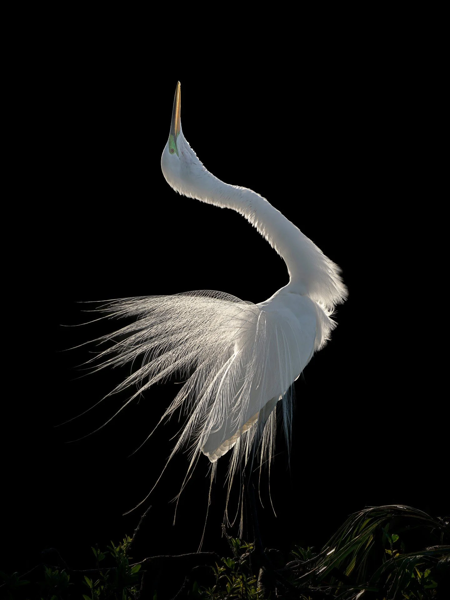 Great Egret, courtship display

Taken, handheld, using the @OMsystem.cameras M.Zuiko Digital ED 150-400mm F4.5 TC1.25X IS PRO on the OM-1 mark II. 

#lisatomphotos #omsystem #omsystemcameras #SeeTheUnseen #itsinournature