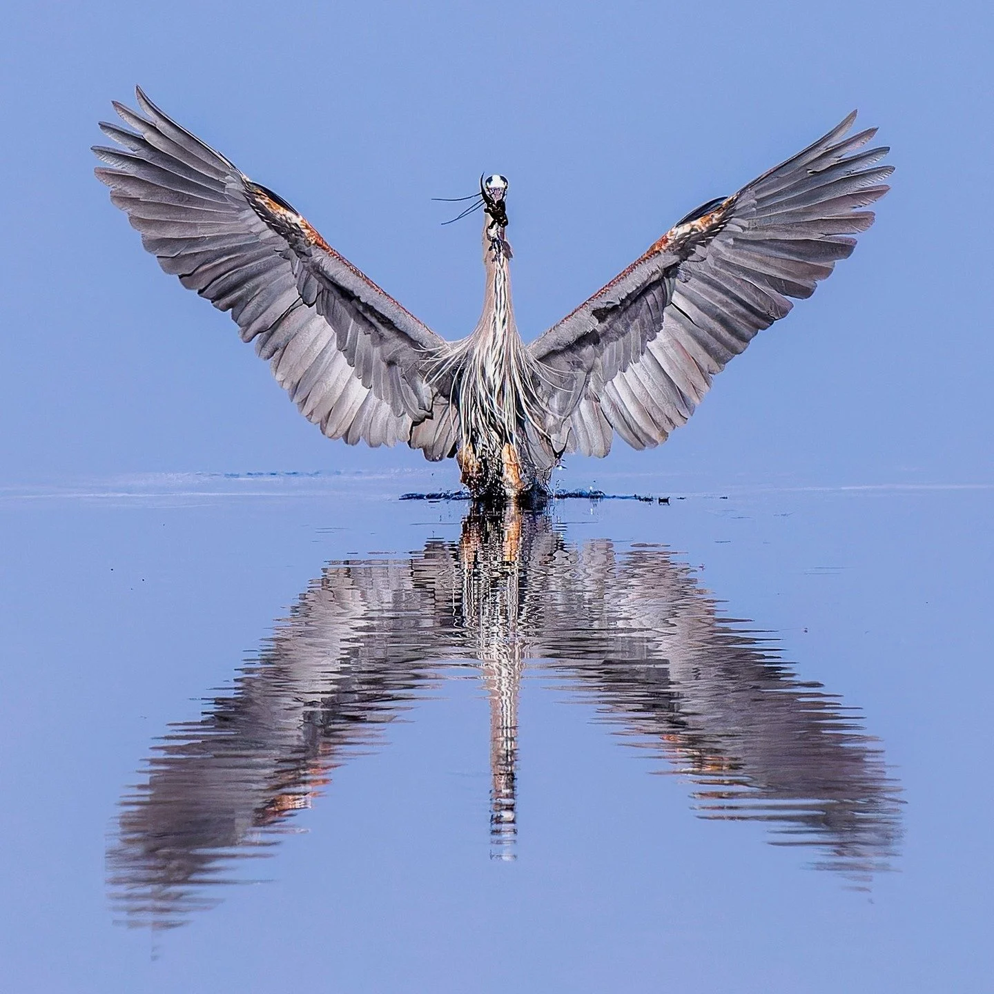 Great Blue Heron, with fish. loe the wings!!

Taken, handheld, using the @OMsystem.cameras M.Zuiko Digital ED 150-400mm F4.5 TC1.25X IS PRO on the OM-1 mark II. 

#lisatomphotos #omsystem #omsystemcameras #SeeTheUnseen #itsinournature