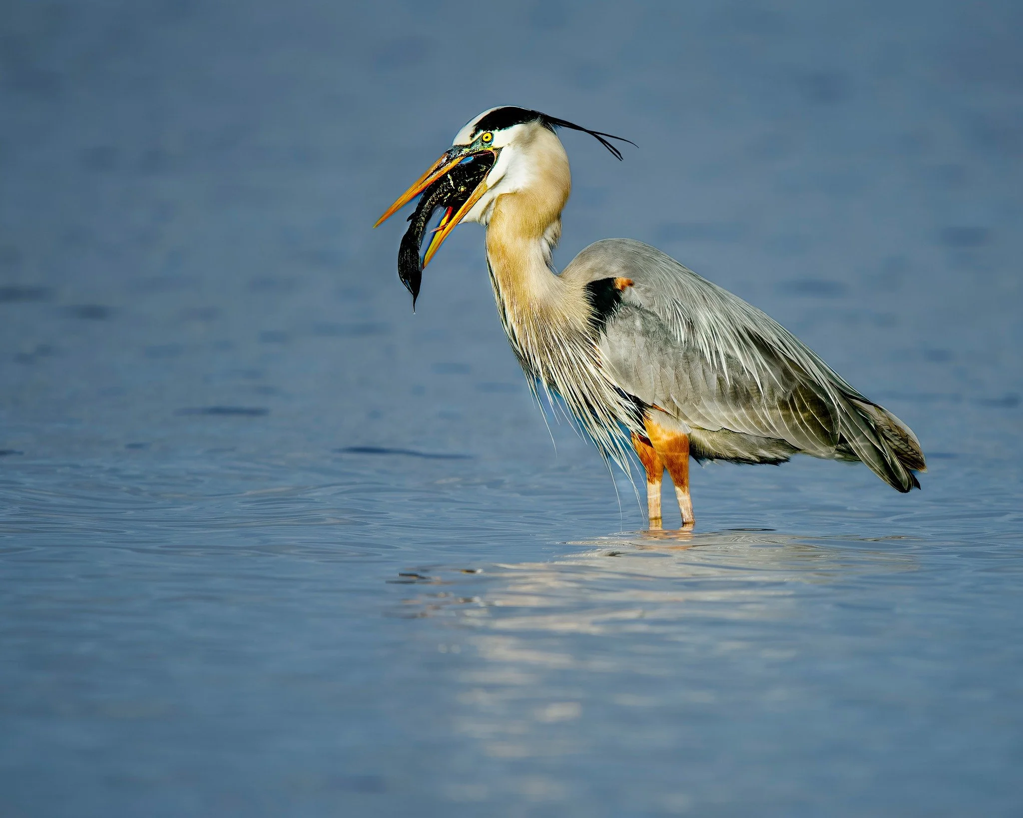 Great Blue Heron, with fish.

Taken, handheld, using the @OMsystem.cameras M.Zuiko Digital ED 150-400mm F4.5 TC1.25X IS PRO on the OM-1 mark II. 

#lisatomphotos #omsystem #omsystemcameras #SeeTheUnseen #itsinournature OM System @lisatom.photos  Lisa