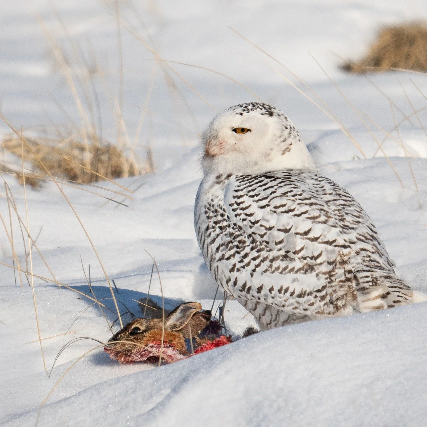 What&rsquo;s for dinner?
This snowy owl is having Rabbit

#omsystem @omsystem.cameras #lisatomphotos #itsinournature #snowyowl