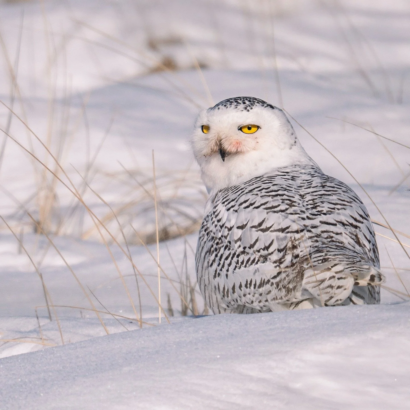 Snowy owl 

#omsystem @omsystem.cameras #lisatomphotos #itsinournature #snowyowl
