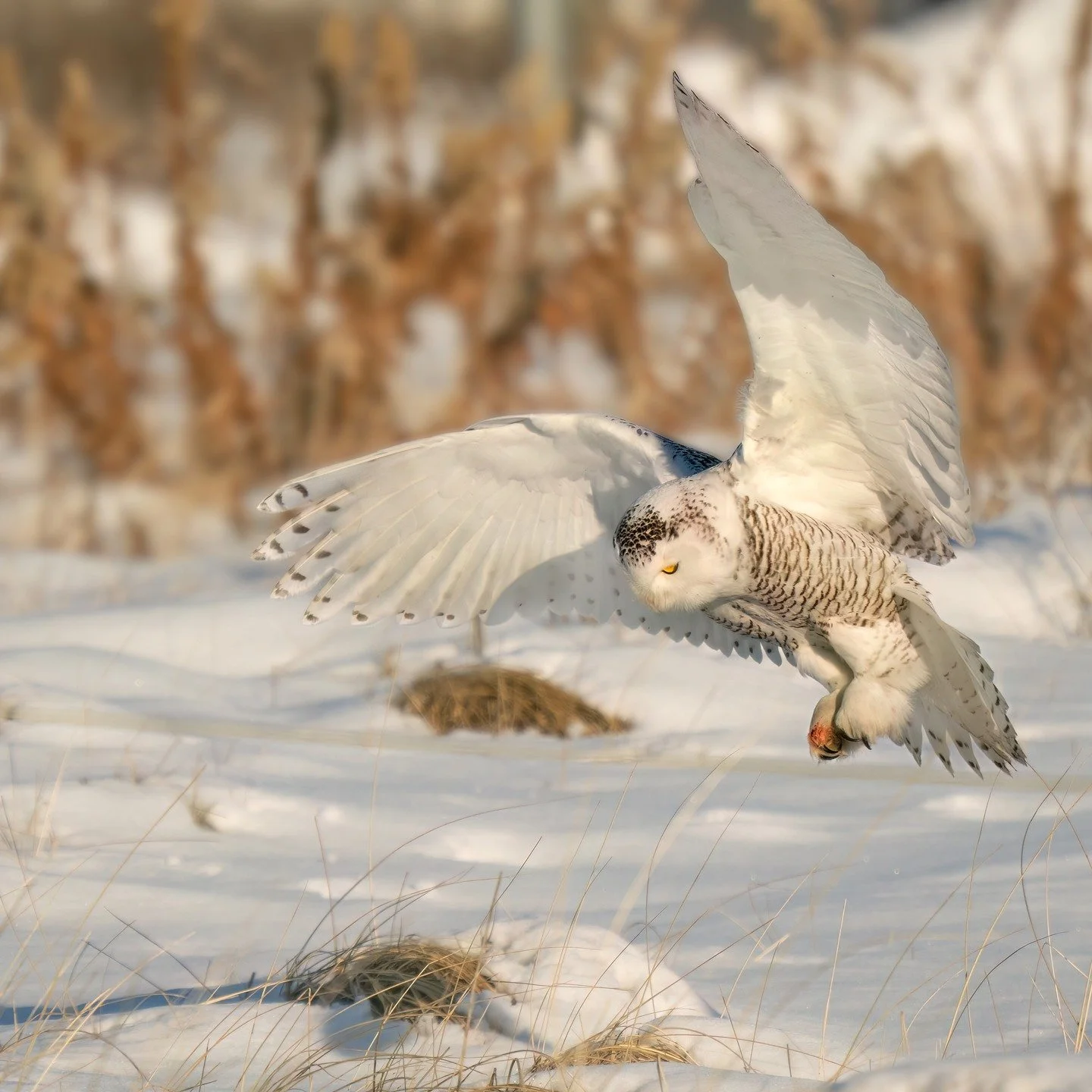 Snowy owl

Taken, handheld, using the @omsystem.cameras M.Zuiko Digital ED 150-400mm F4.5 TC1.25X IS PRO on the OM-1 mark II. 

#omsystem @omsystem.cameras #lisatomphotos #itsinournature #snowyowl