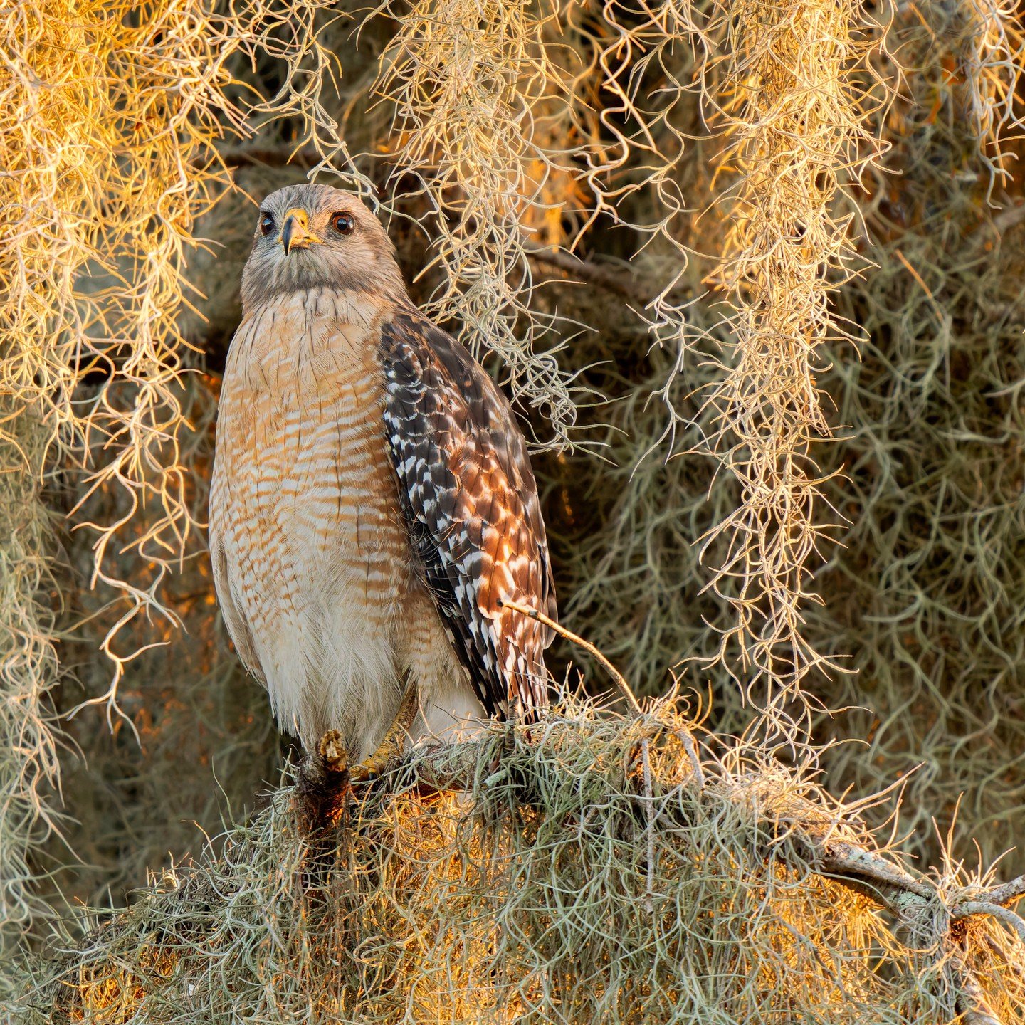 REd-shouldered haws, male with nsake and female.

Taken, handheld, using the @omsystem.cameras M.Zuiko Digital ED 150-400mm F4.5 TC1.25X IS PRO on the OM-1 mark II.

#omsystem @omsystem.cameras #lisatomphotos #itsinournature