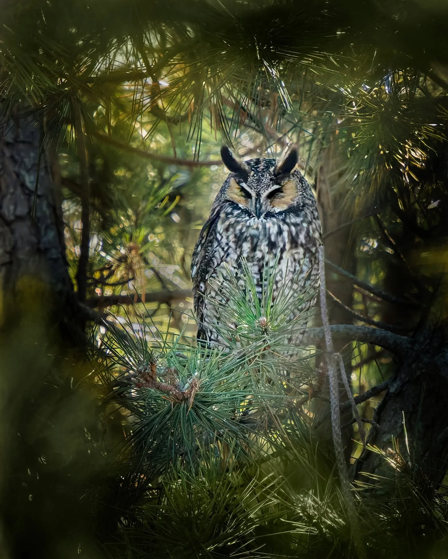 This long-eared owl goes on my lifelist! 

First time seeing one, thanks to Breanna Cuchara Photography, who saw it the day before and inspired me to brave the COLD, and to a nice man with a spotting scope that located it and let us all view it. 

It