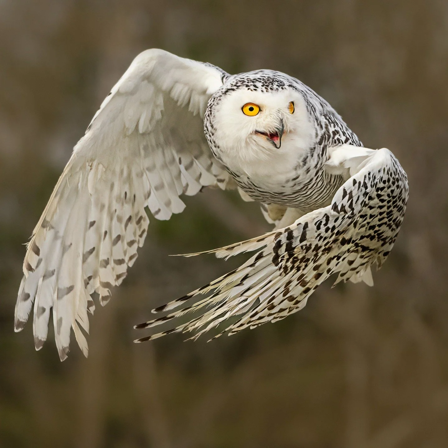 Snowy owl

Taken, handheld, using the @omsystem.cameras M.Zuiko Digital ED 150-400mm F4.5 TC1.25X IS PRO on the OM-1 mark II.

#omsystem @omsystem.cameras #lisatomphotos #itsinournature #snowyowl