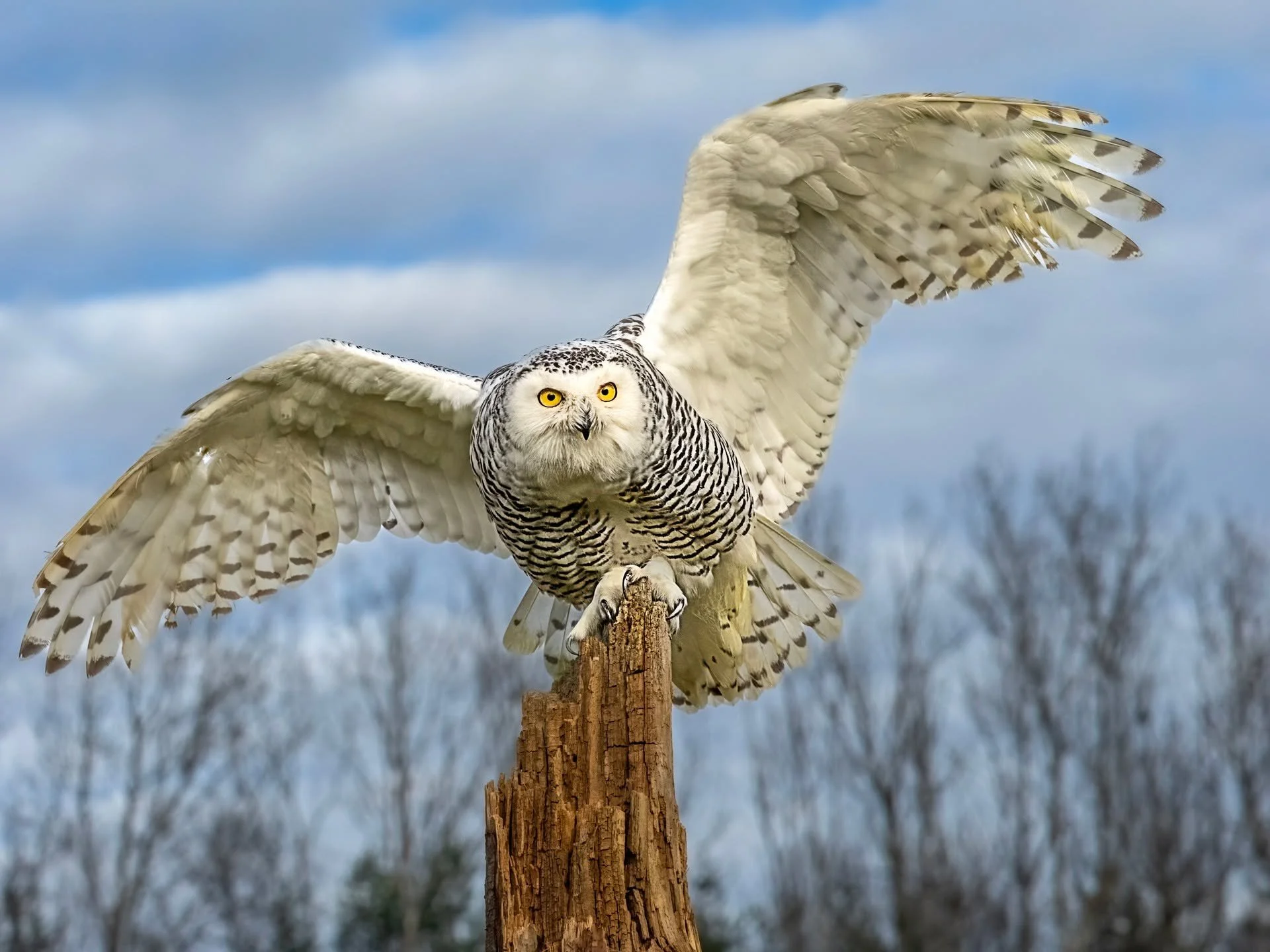 Snowy owl

Taken, handheld, using the @omsystem.cameras M.Zuiko Digital ED 150-400mm F4.5 TC1.25X IS PRO on the OM-1 mark II.

#omsystem @omsystem.cameras #lisatomphotos #itsinournature #snowyowl